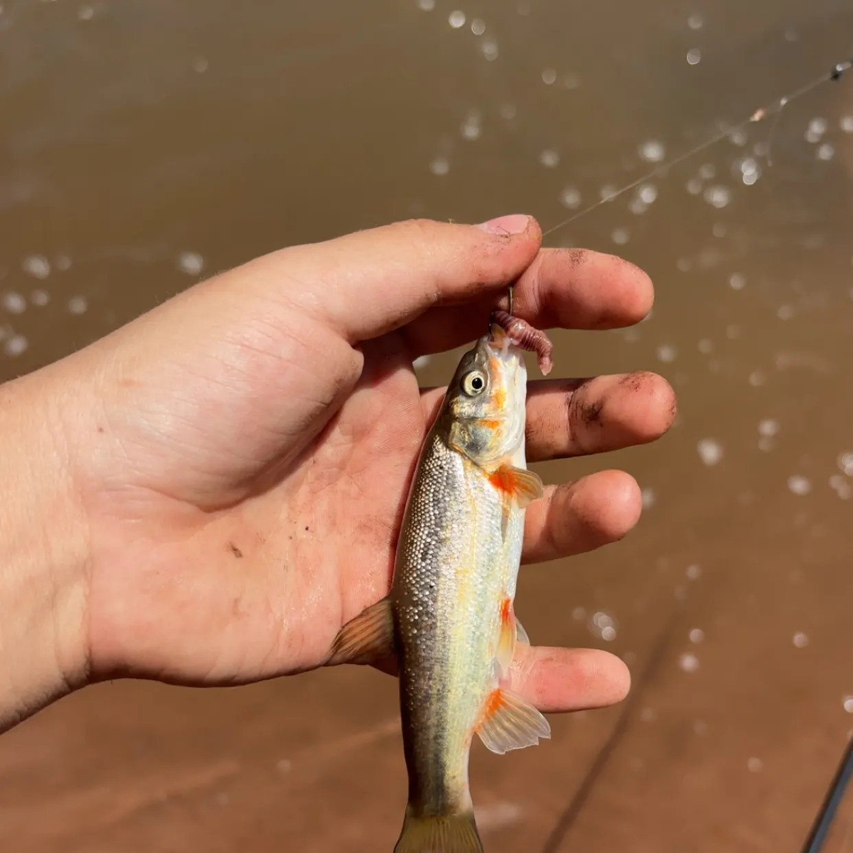 The most recent Rio Grande chub catches on Fishbrain