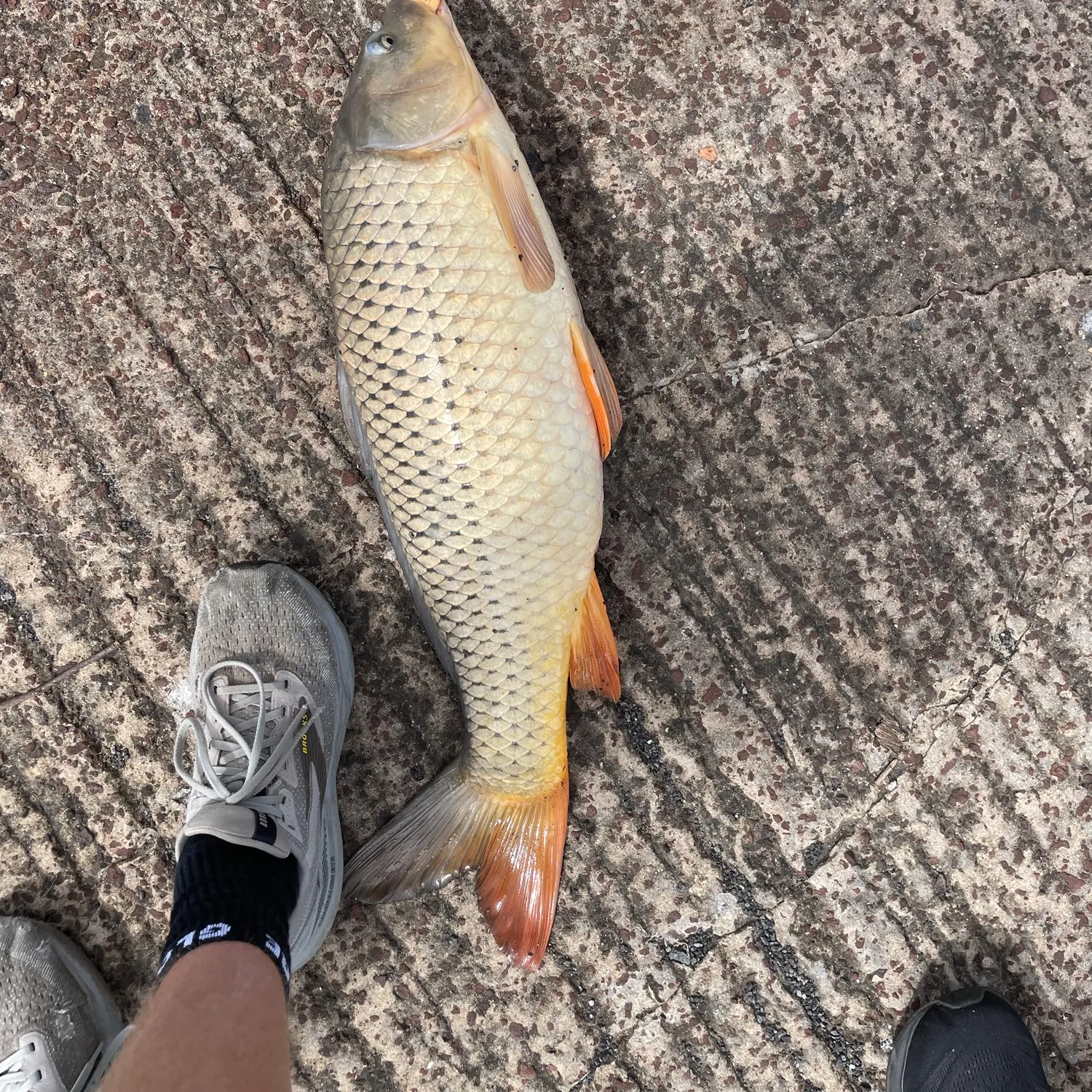 Common carp caught on Fishbrain