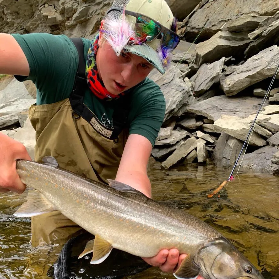 The most recent Bull trout catches on Fishbrain