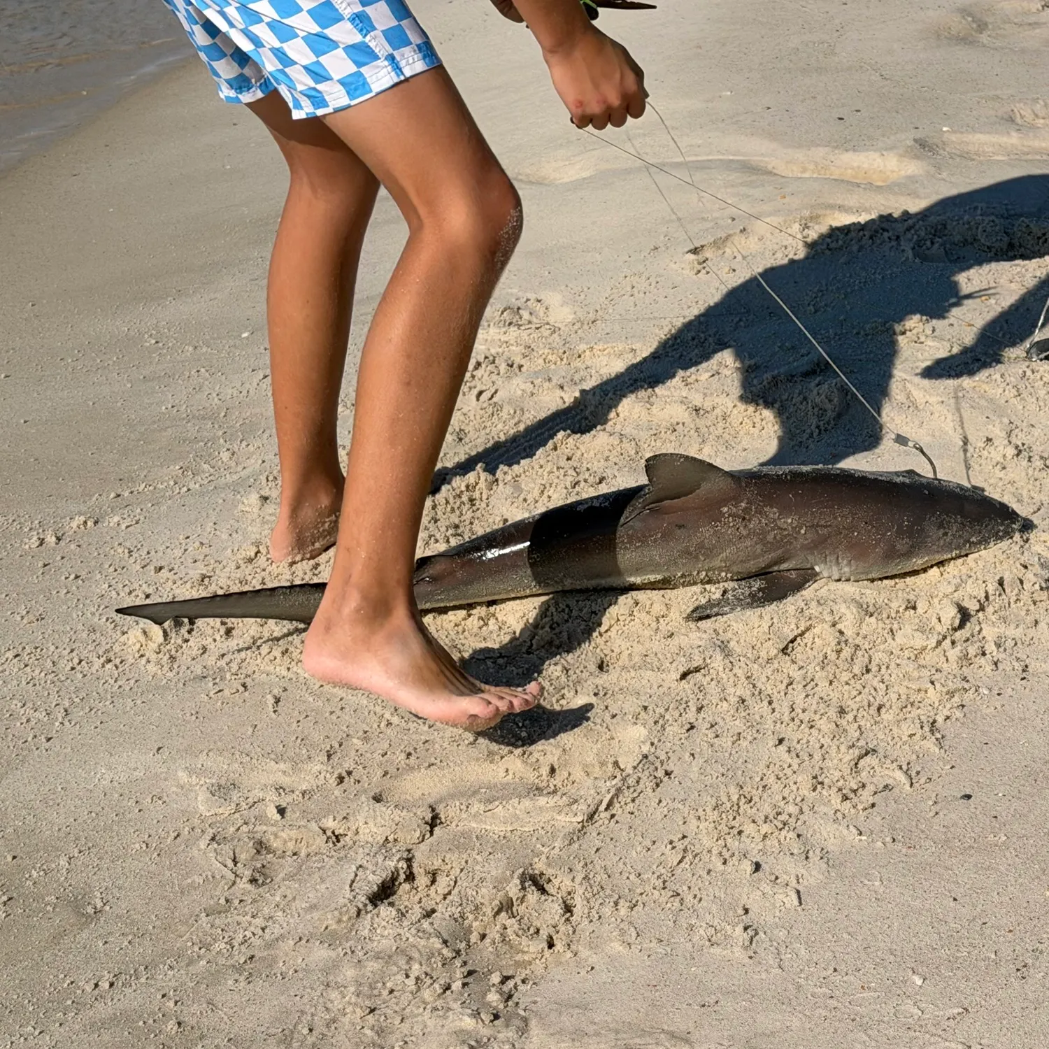 Nurse shark caught on Fishbrain