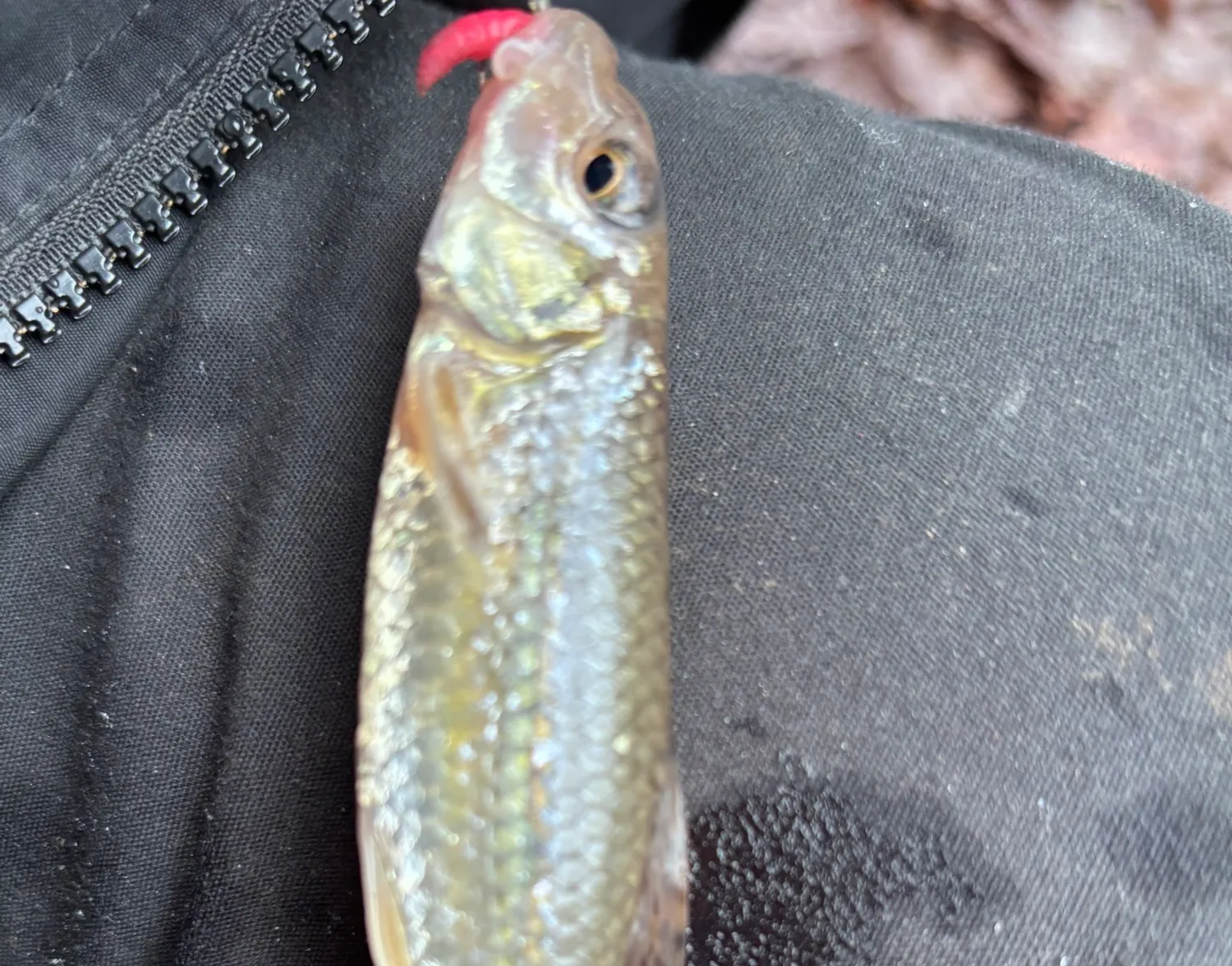 Gudgeon