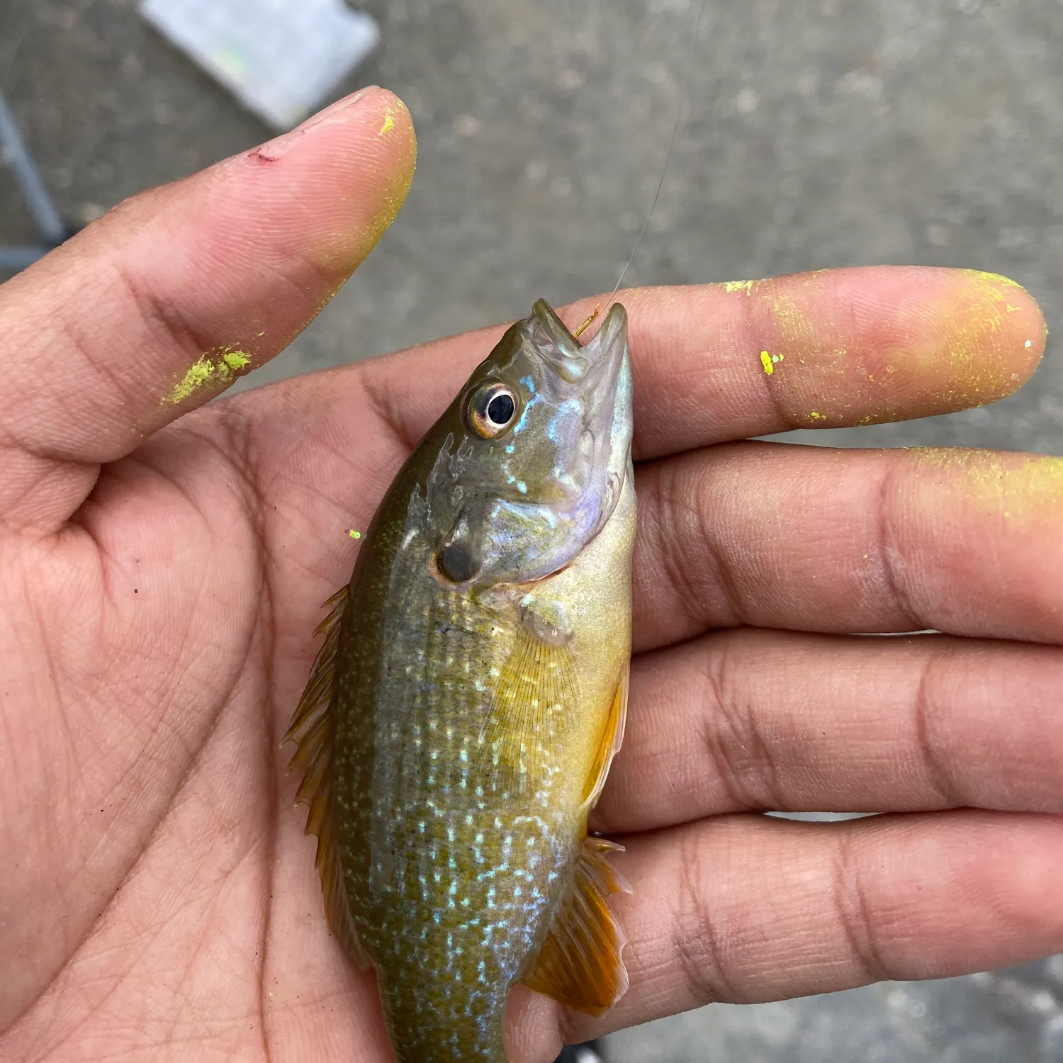 Bluegill caught on Fishbrain