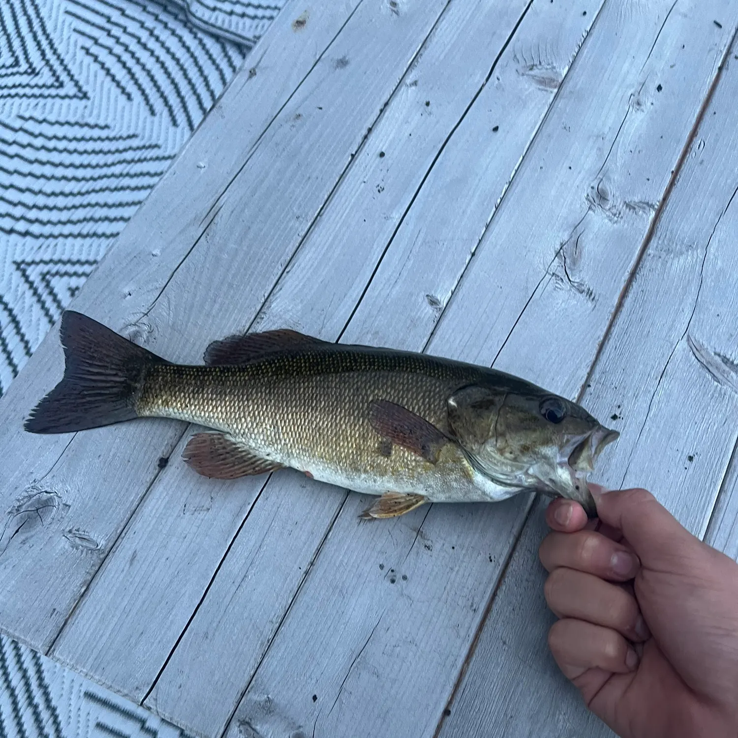 Smallmouth bass caught on Fishbrain