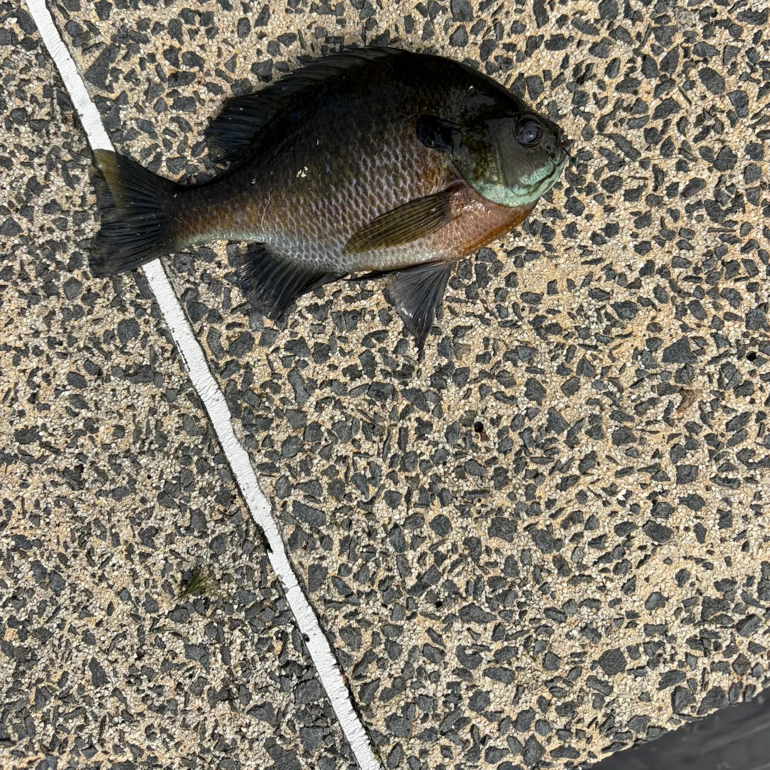 Bluegill caught on Fishbrain