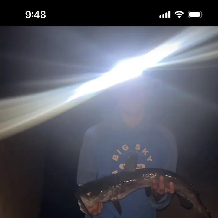 Blue catfish caught on Fishbrain