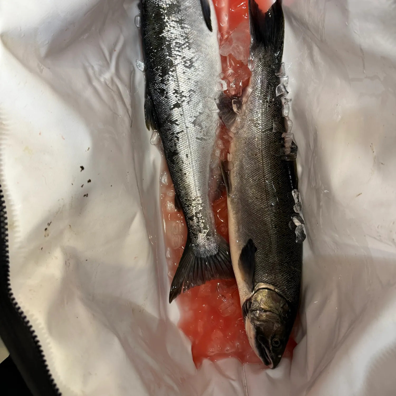 Coho salmon caught on Fishbrain