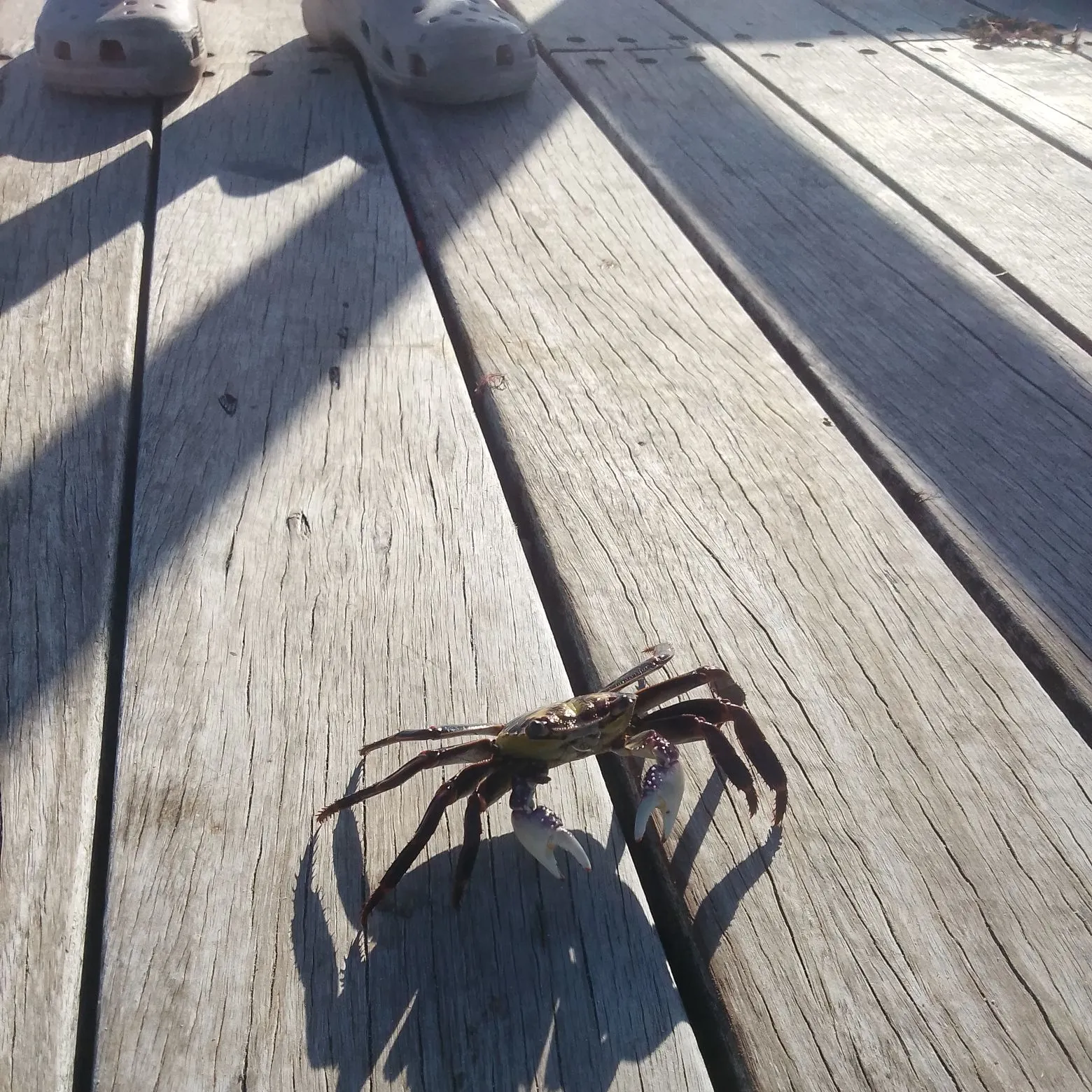 The most recent Blue crab catches on Fishbrain