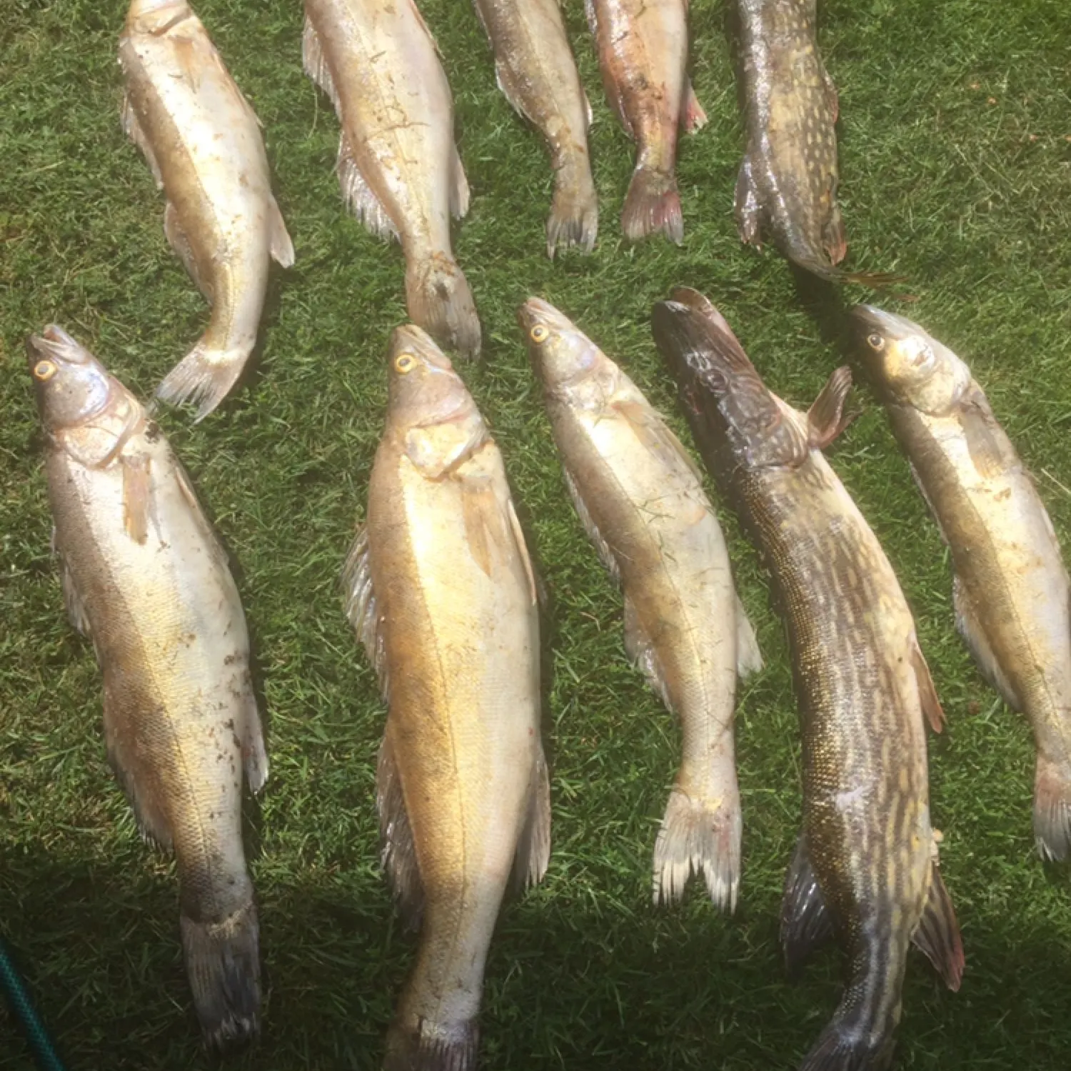 recently logged catches