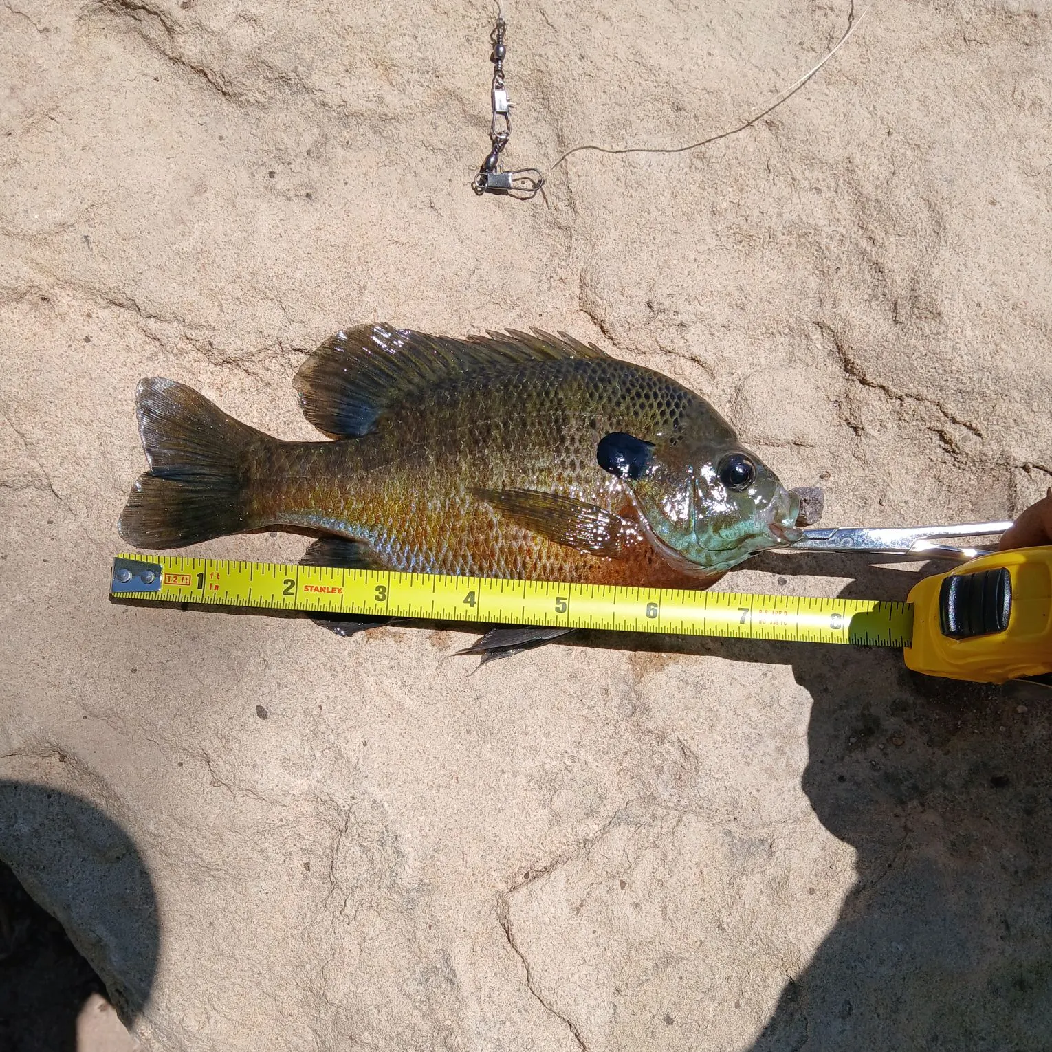 The most recent Redbreast sunfish x bluegill catches on Fishbrain