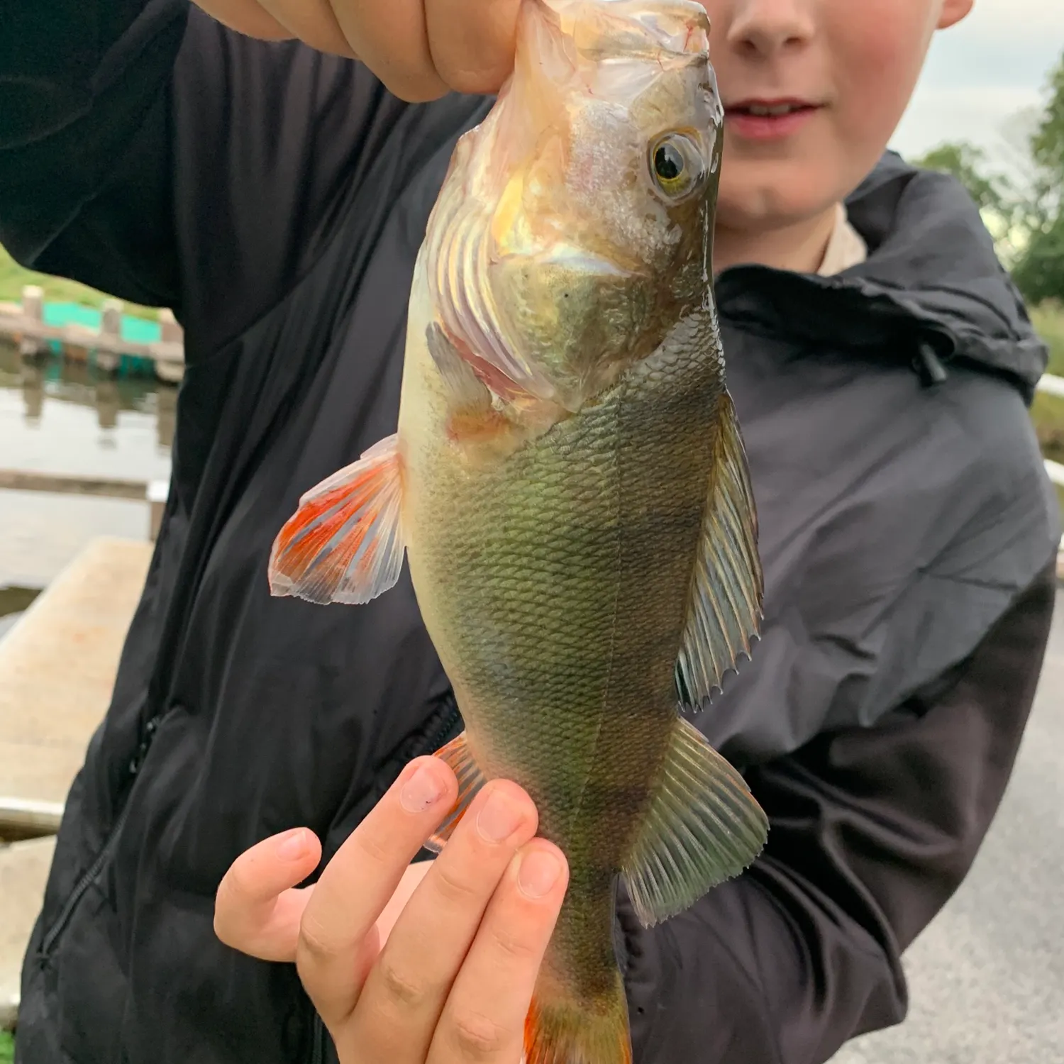 European perch caught on Fishbrain