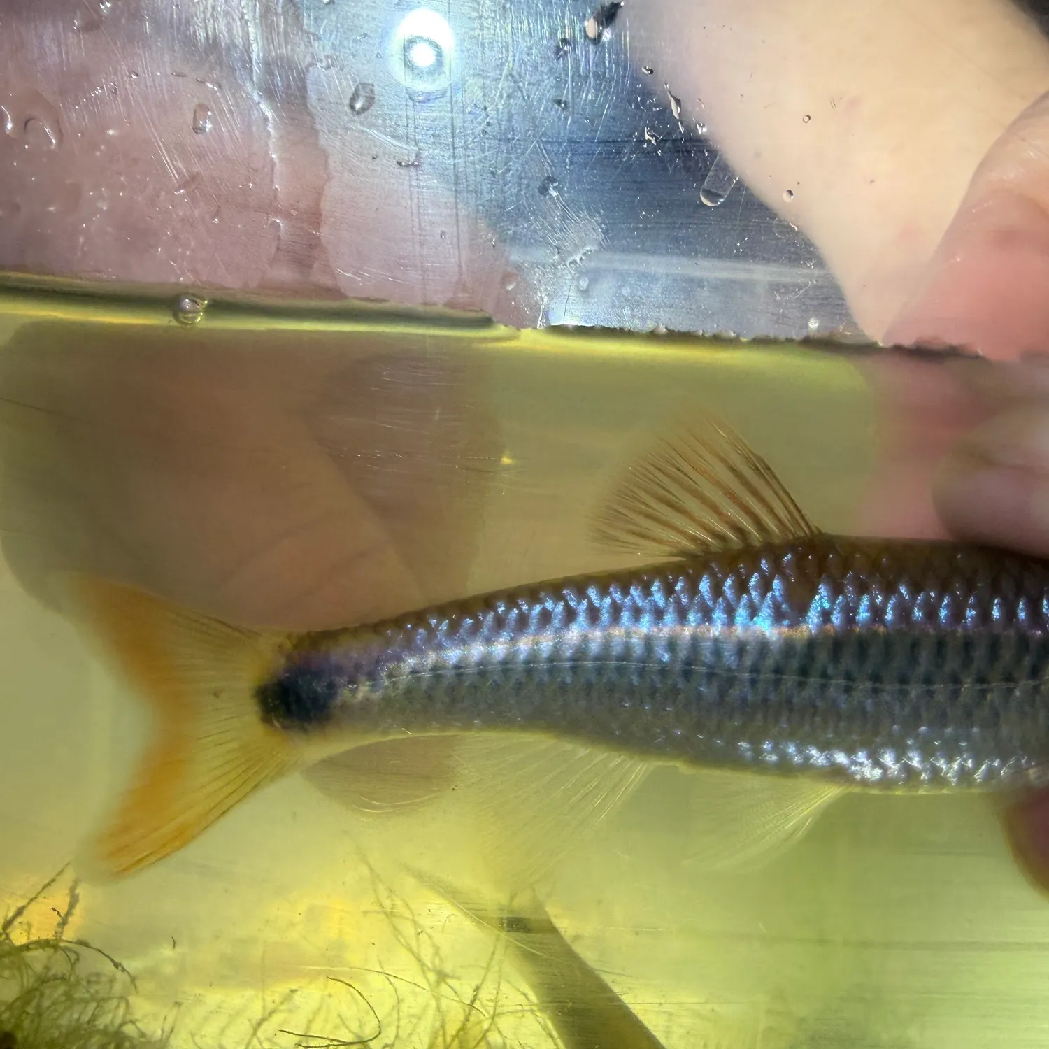 The most recent Alabama shiner catches on Fishbrain