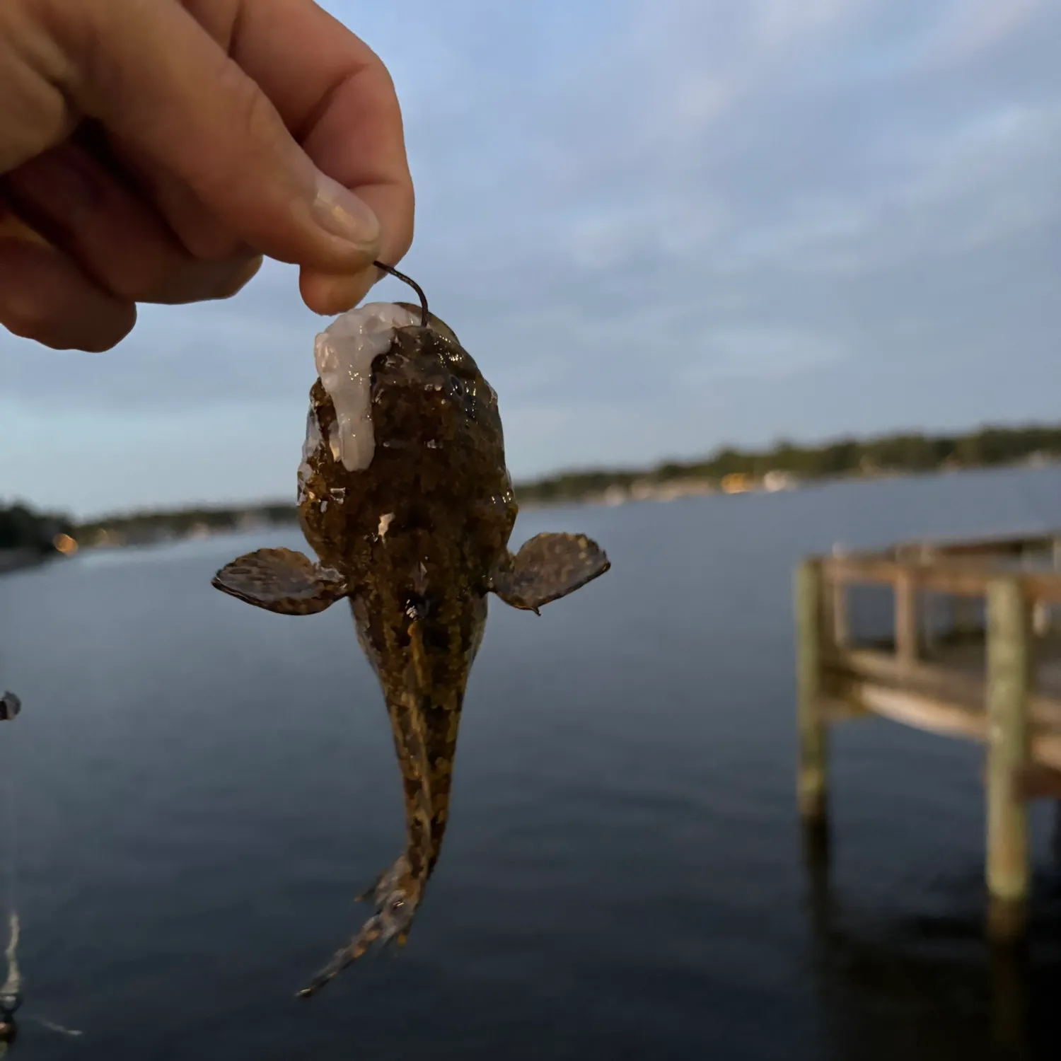 The most recent Gulf toadfish catches on Fishbrain