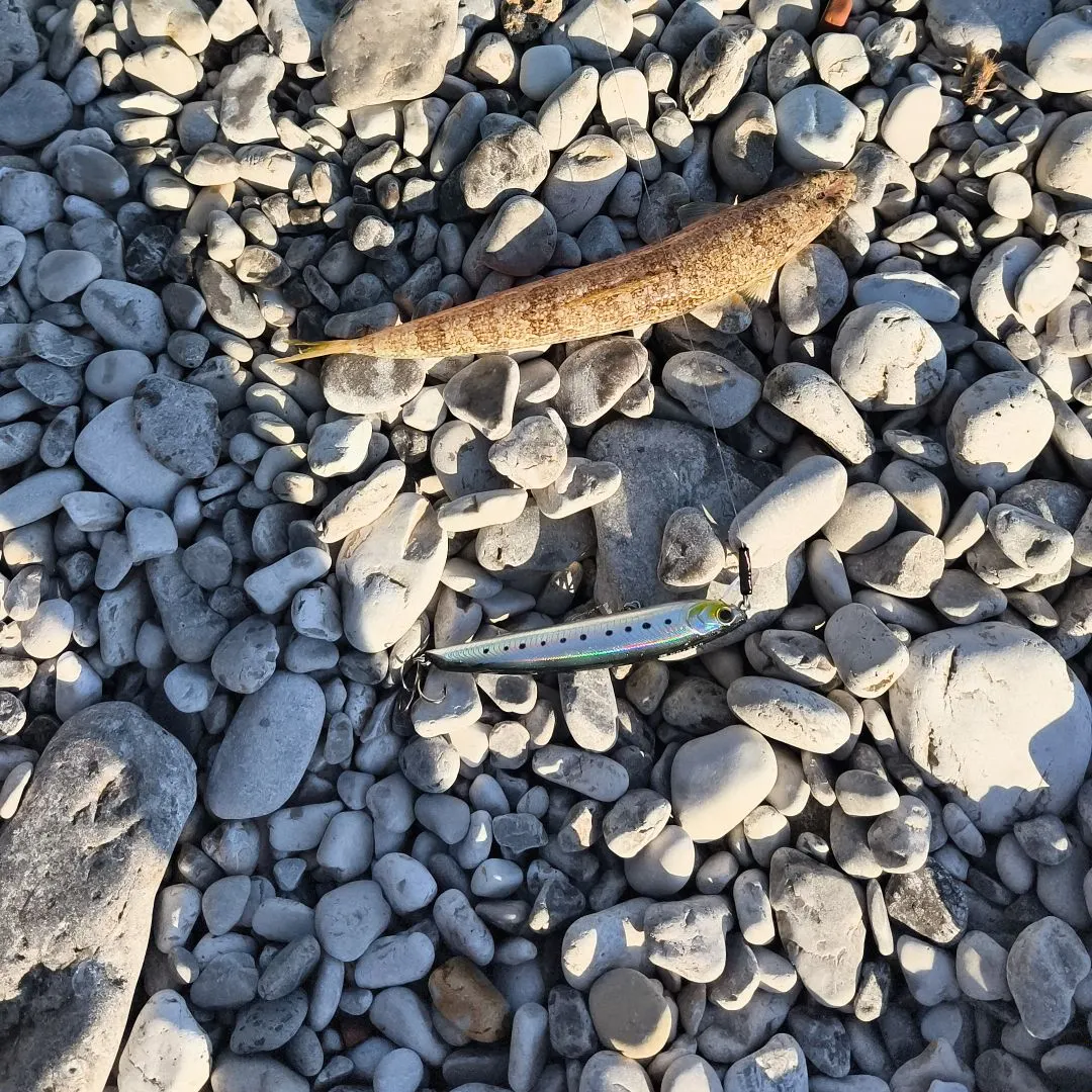 The most recent Atlantic lizardfish catches on Fishbrain