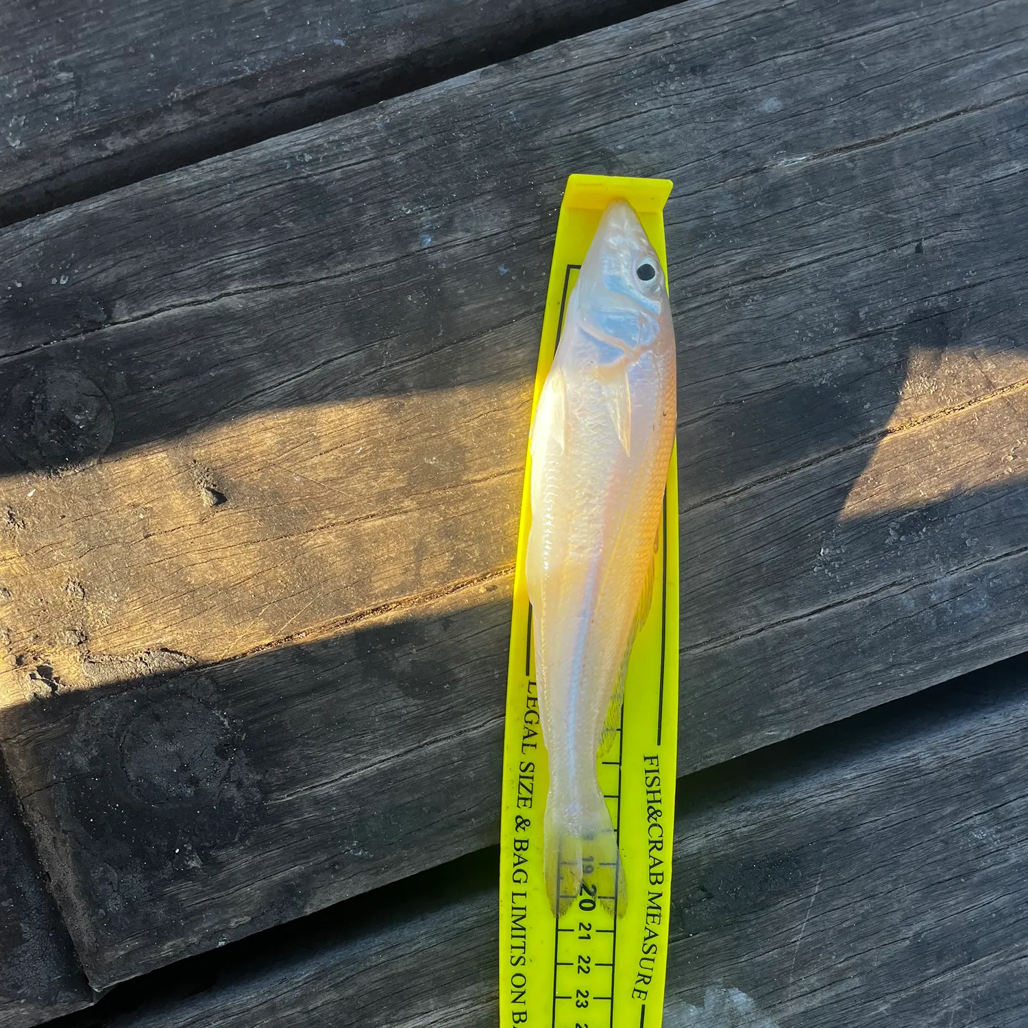 recently logged catches