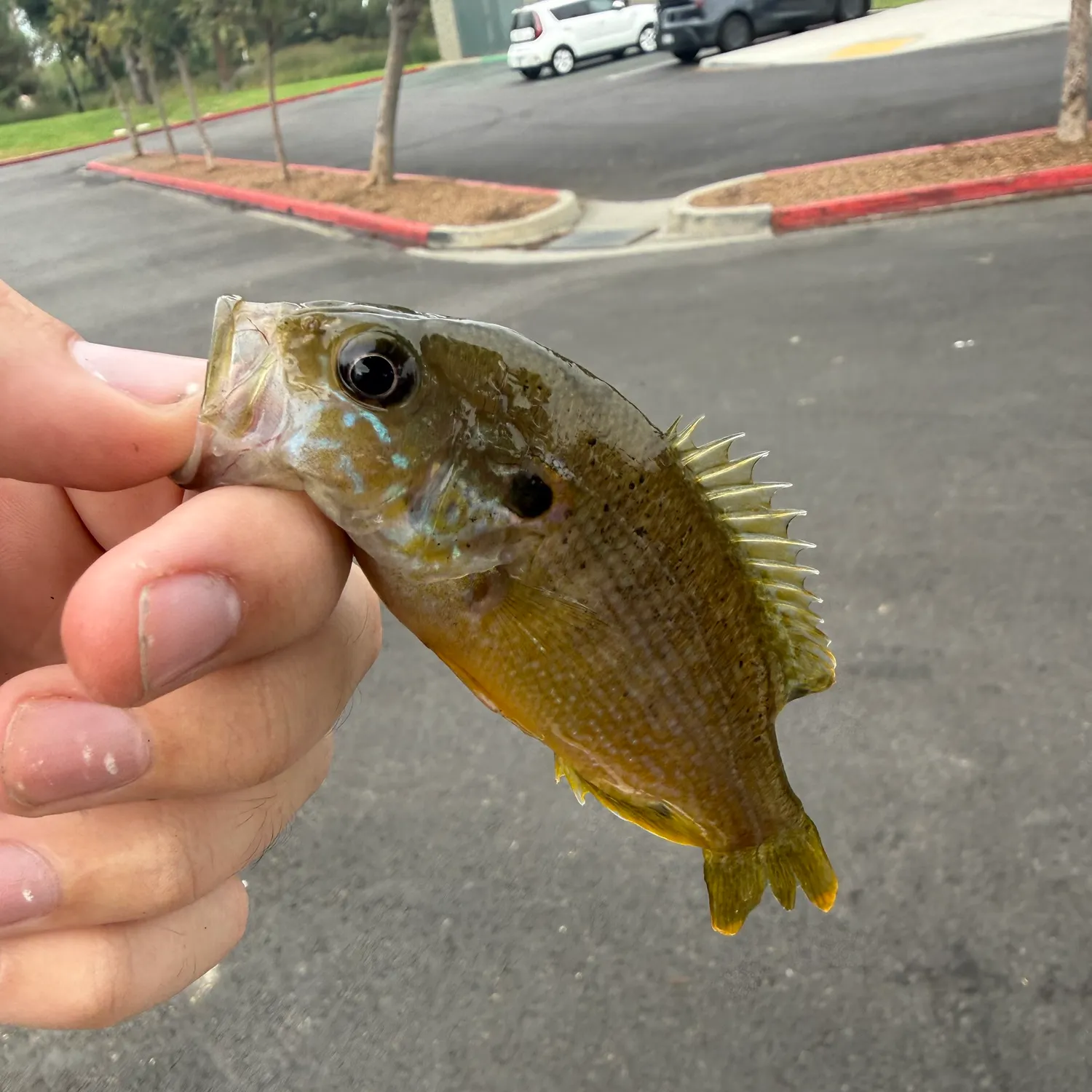 Green sunfish caught on Fishbrain