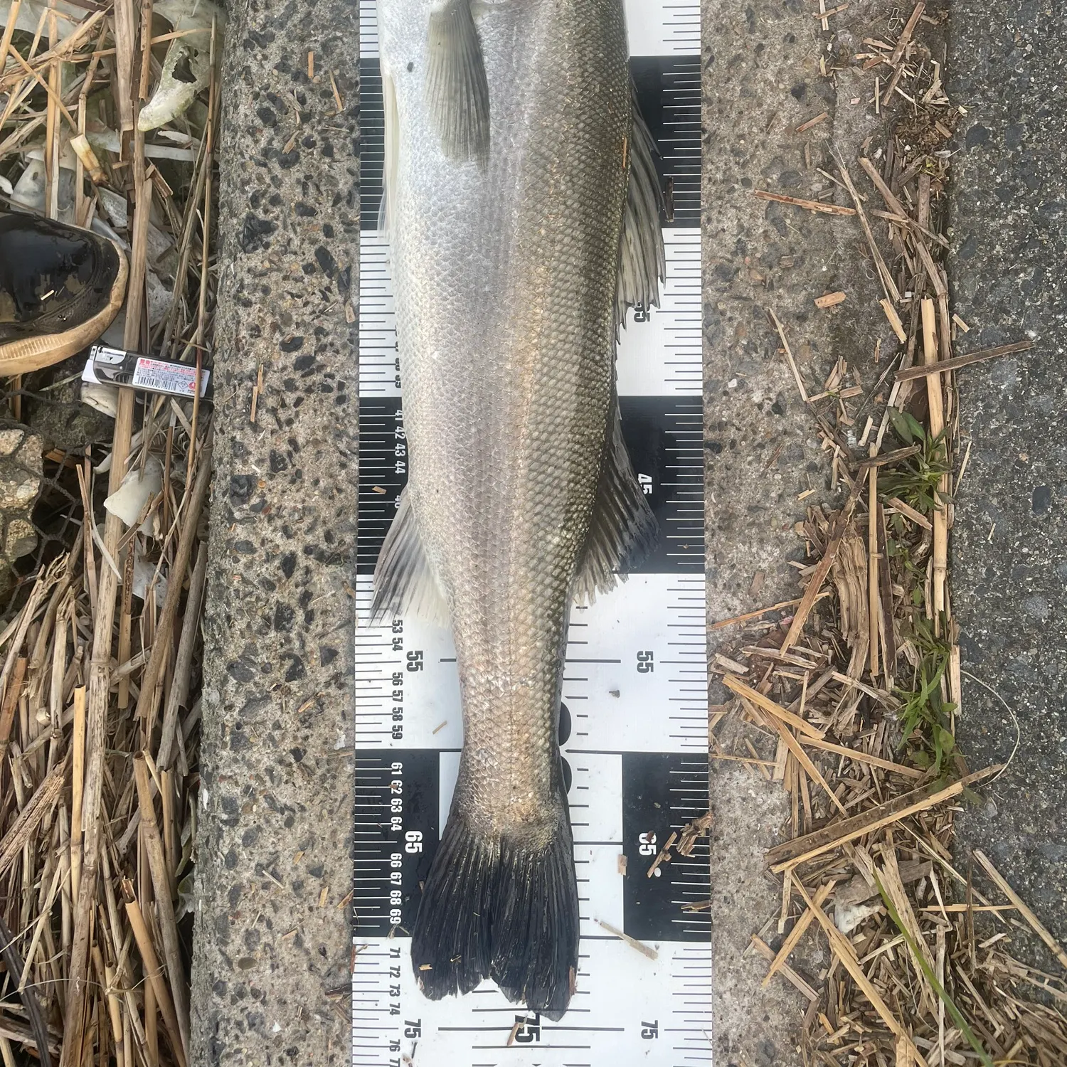 The most recent Japanese seabass catches on Fishbrain