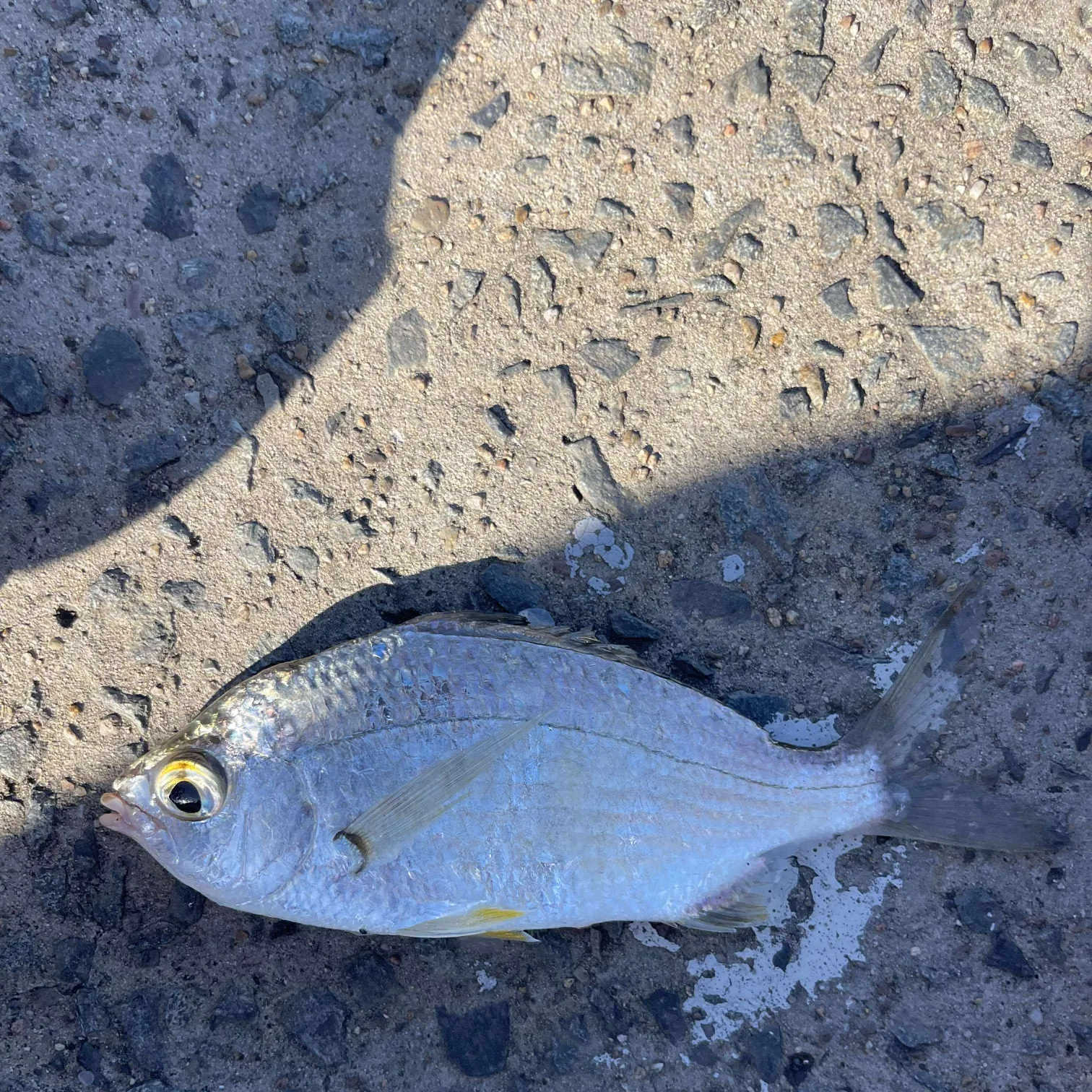 The most recent Luderick catches on Fishbrain