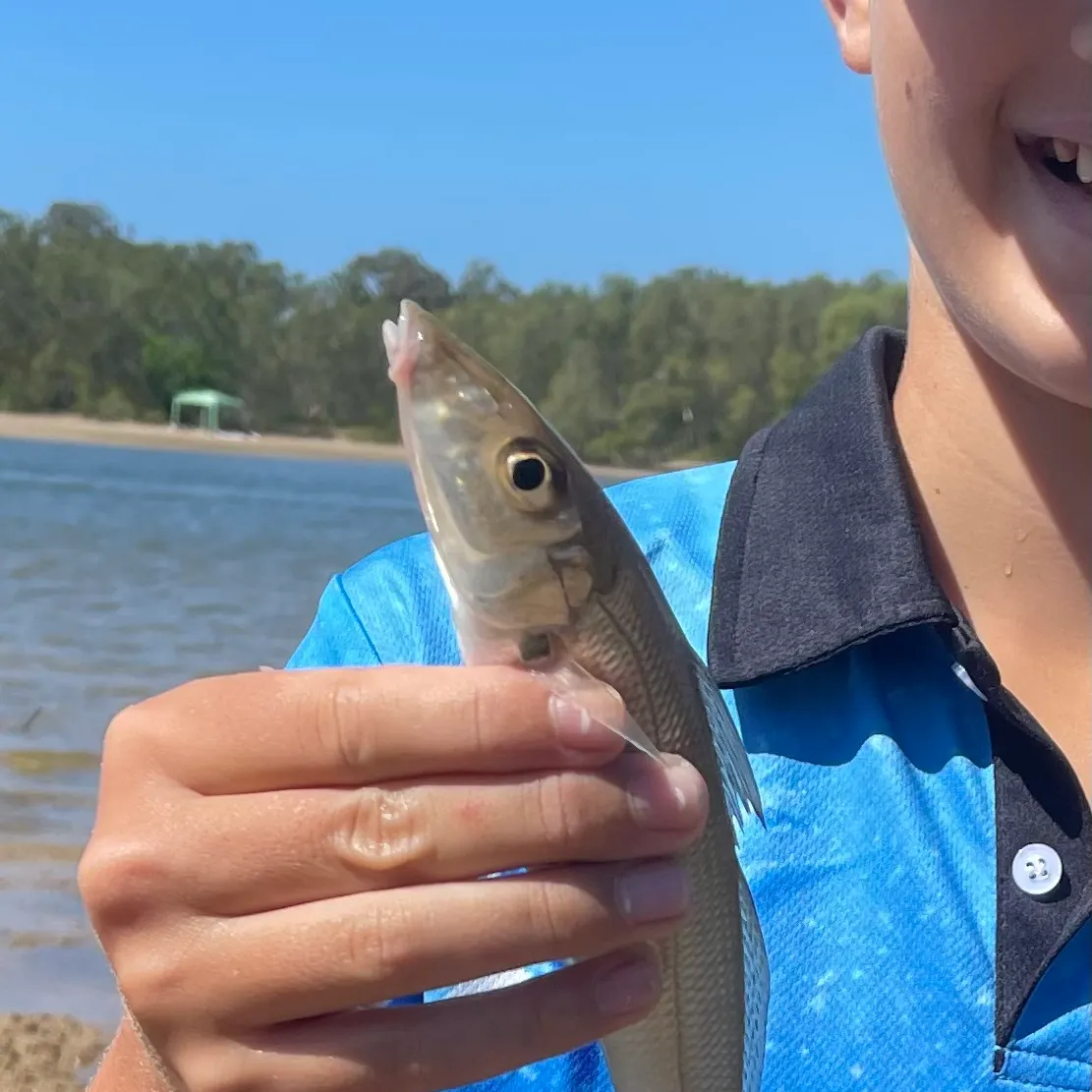 The most recent Sand sillago catches on Fishbrain