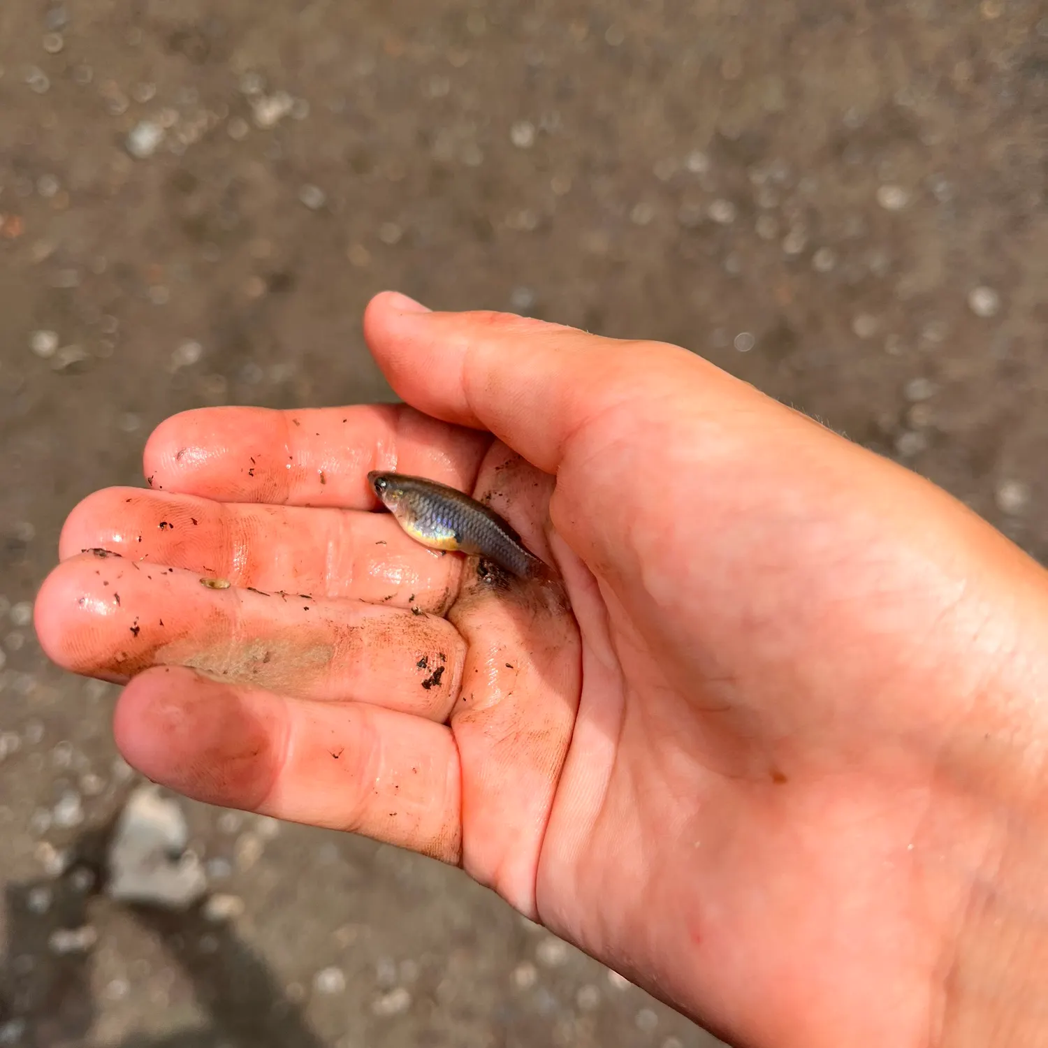 The most recent Eastern silvery minnow catches on Fishbrain
