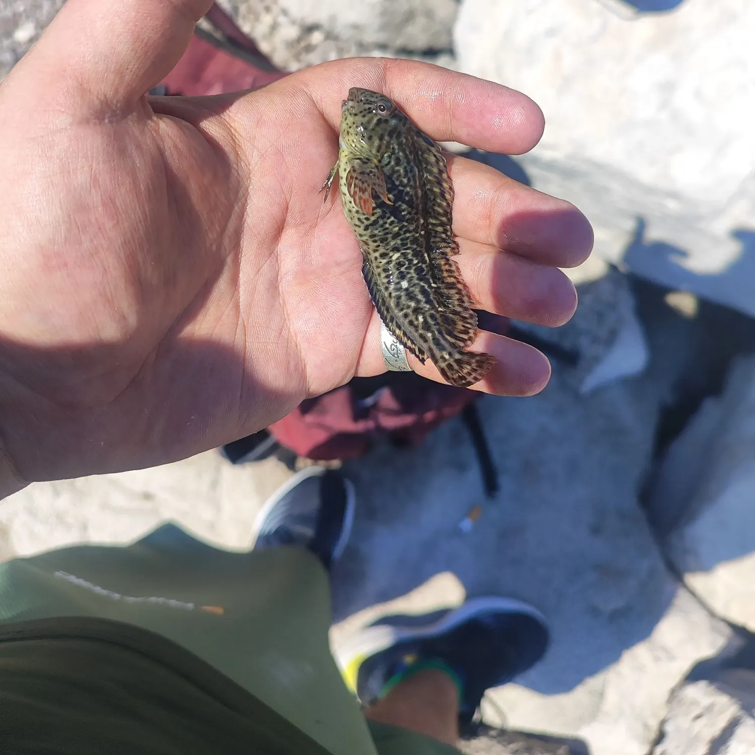 The most recent Rusty blenny catches on Fishbrain