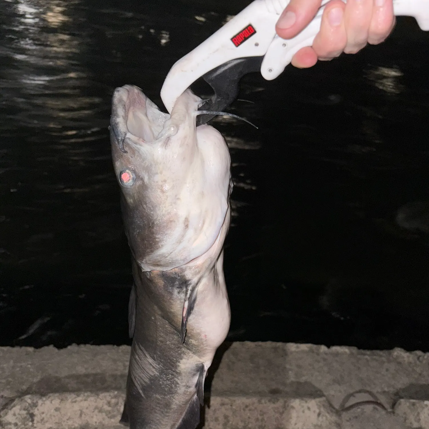Channel catfish caught on Fishbrain