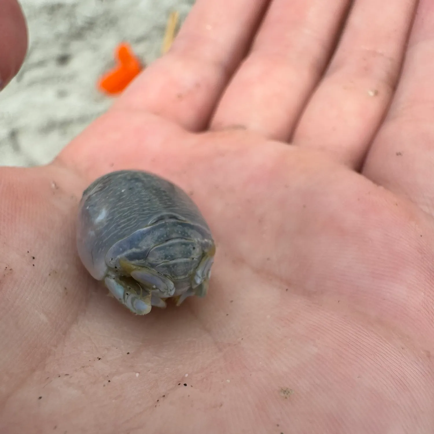 The most recent Blue land crab catches on Fishbrain