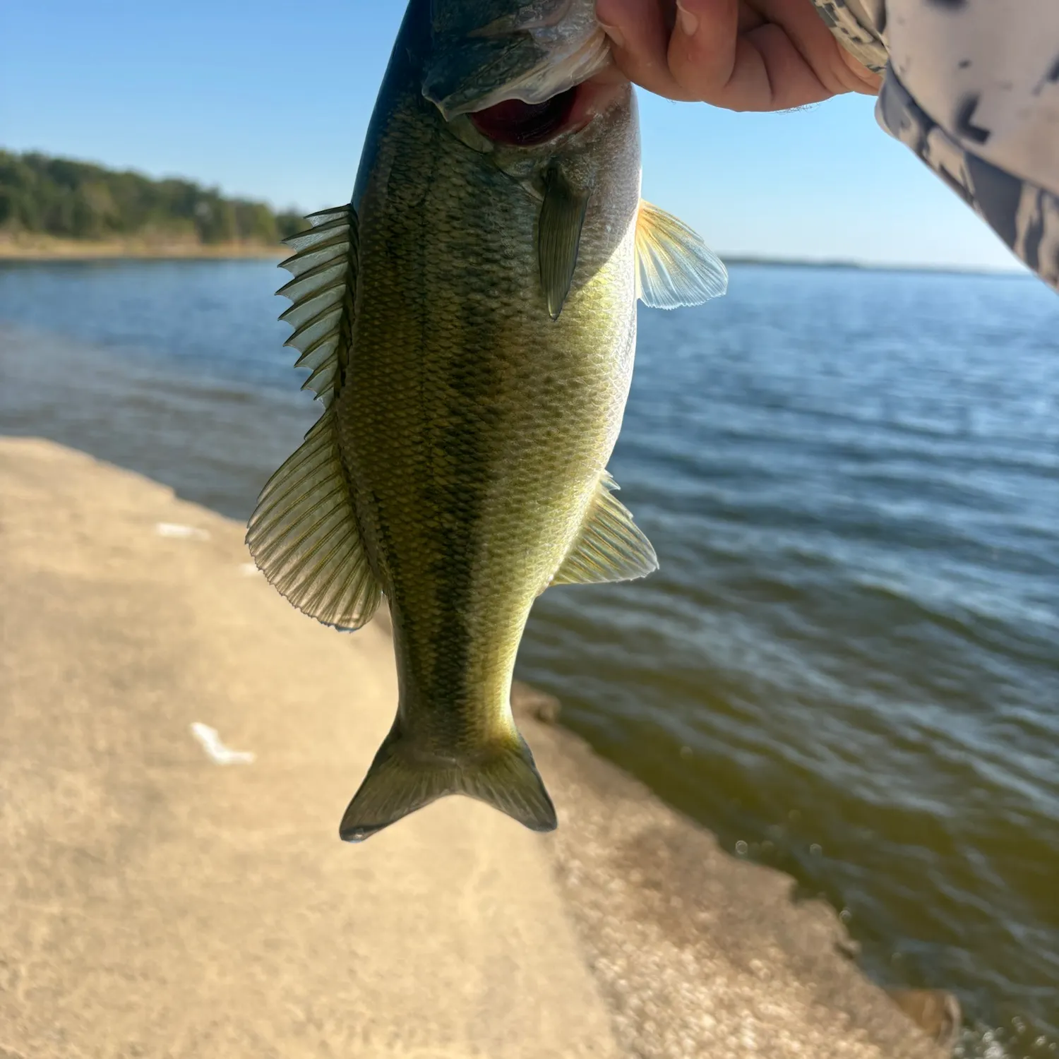 Largemouth bass caught on Fishbrain