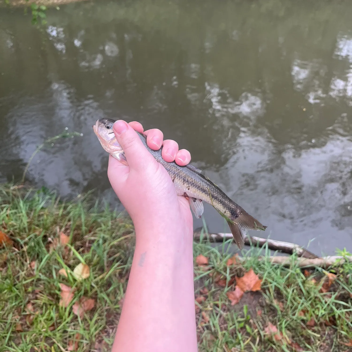 Creek chub caught on Fishbrain