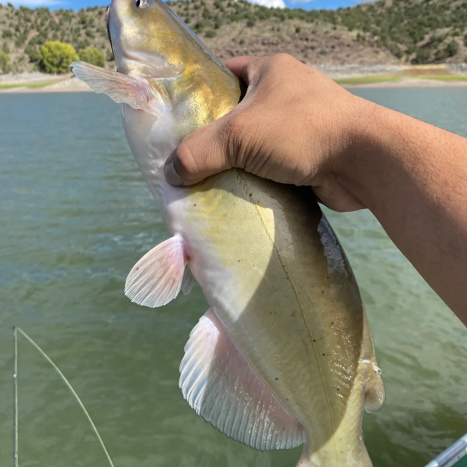 Channel catfish caught on Fishbrain