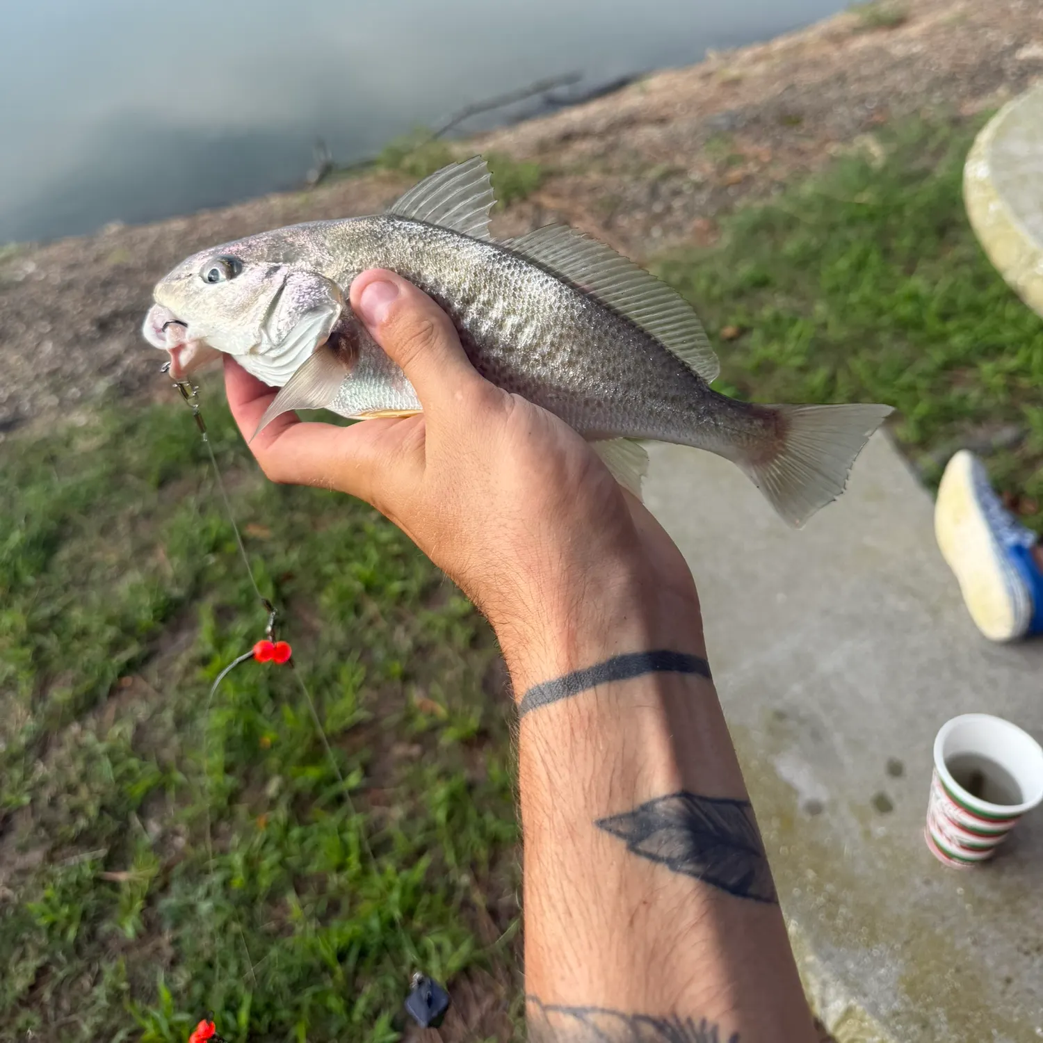 Atlantic croaker caught on Fishbrain