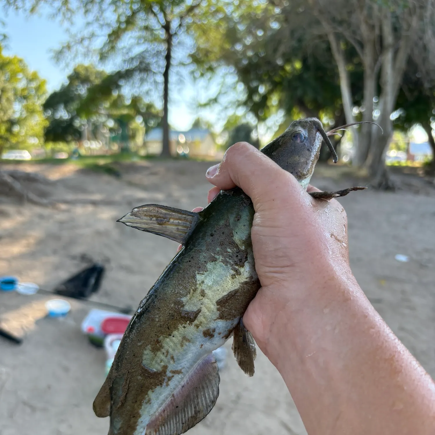 catch
