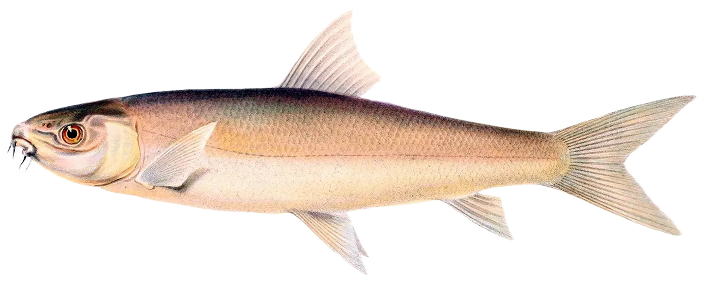 Orange river mudfish