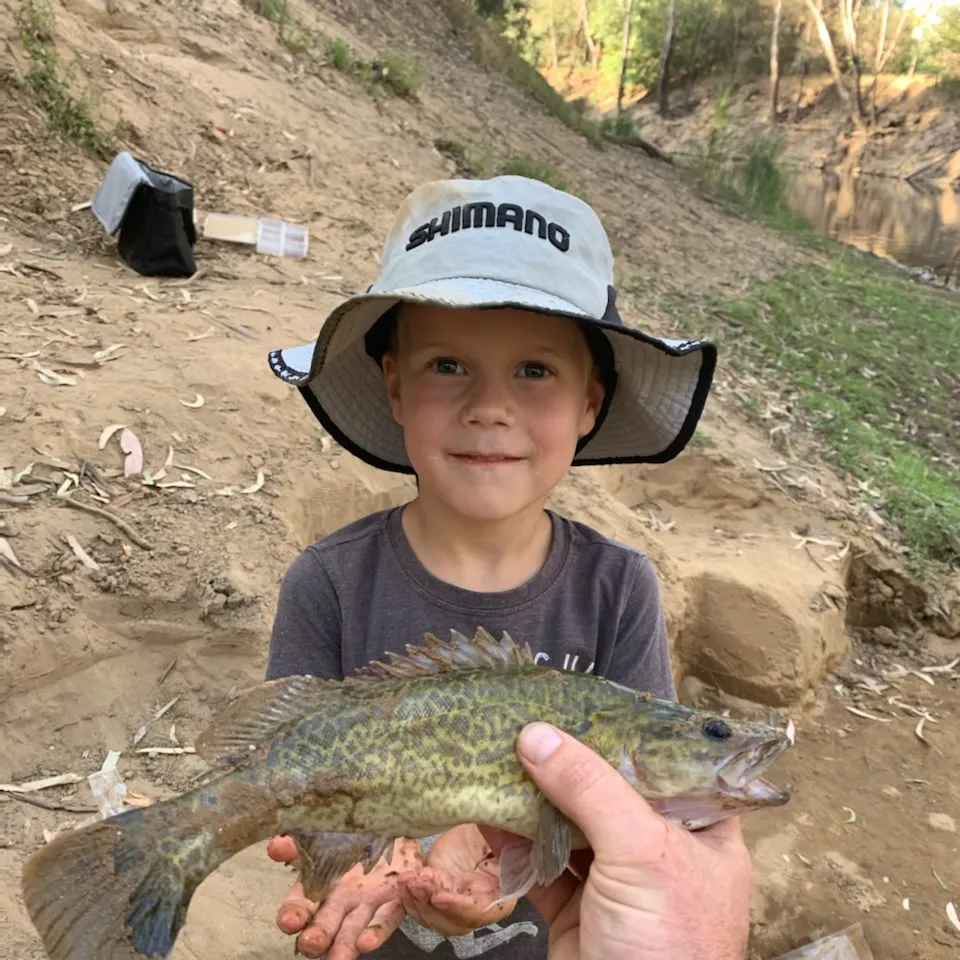 The most recent Murray cod catches on Fishbrain
