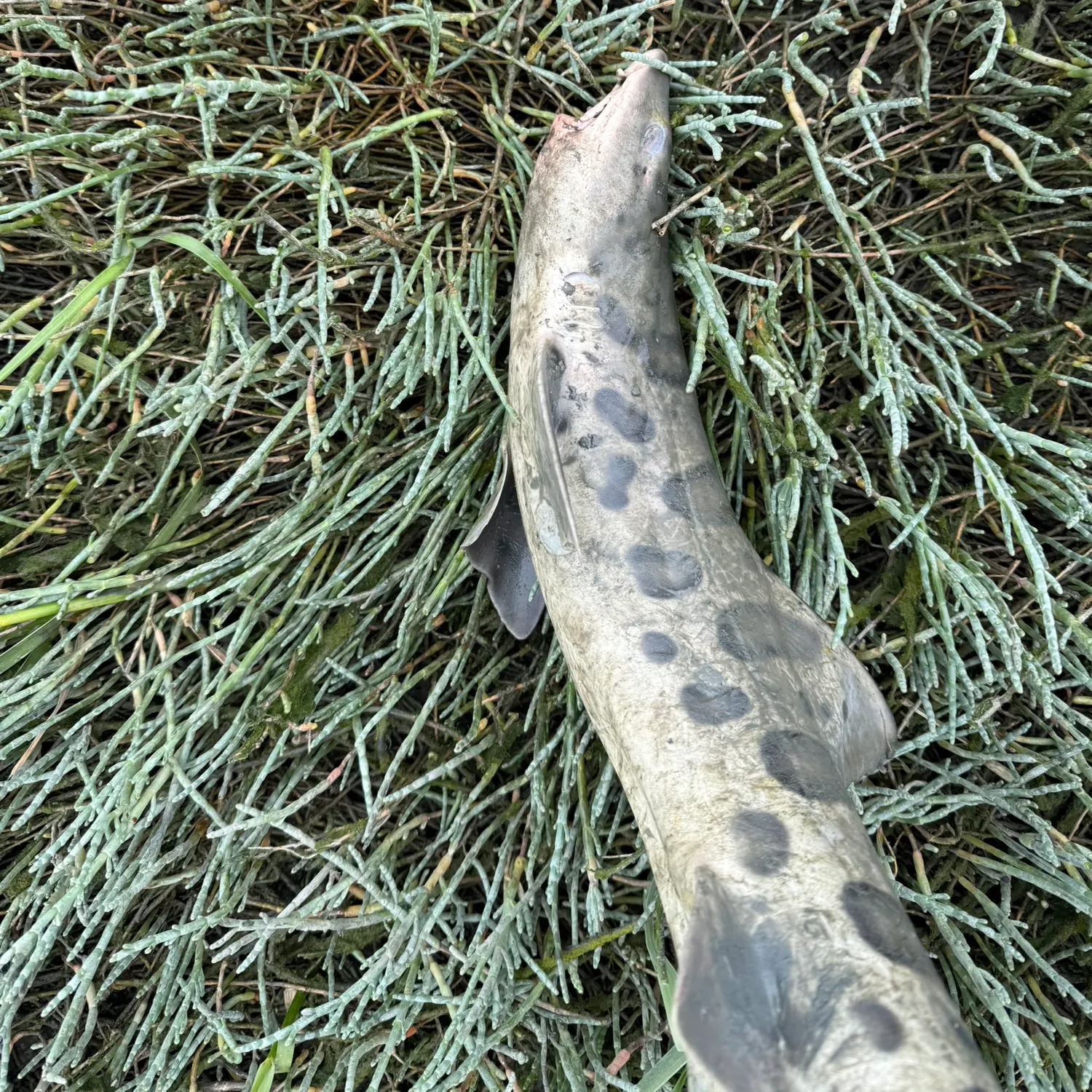 The most recent Leopard shark catches on Fishbrain