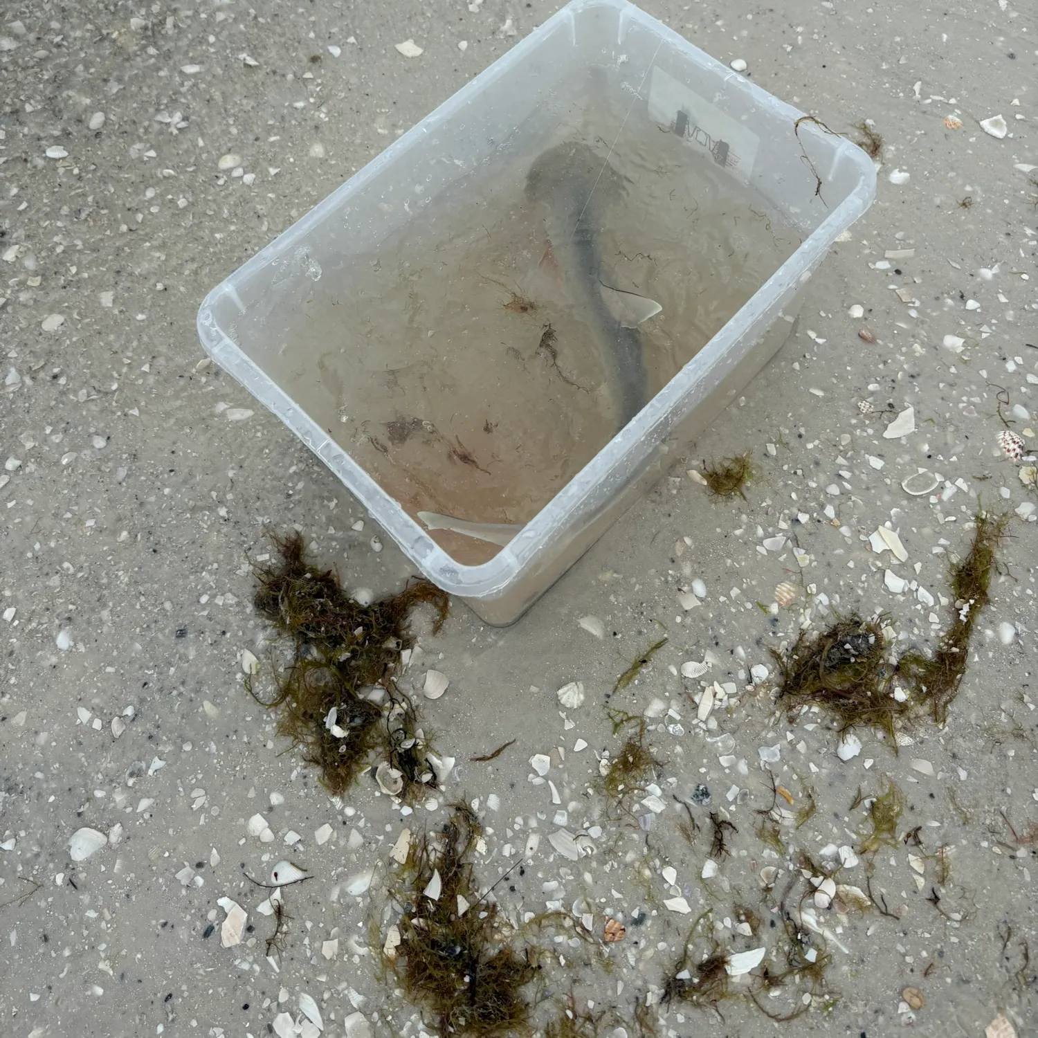 The most recent Smooth hammerhead shark catches on Fishbrain