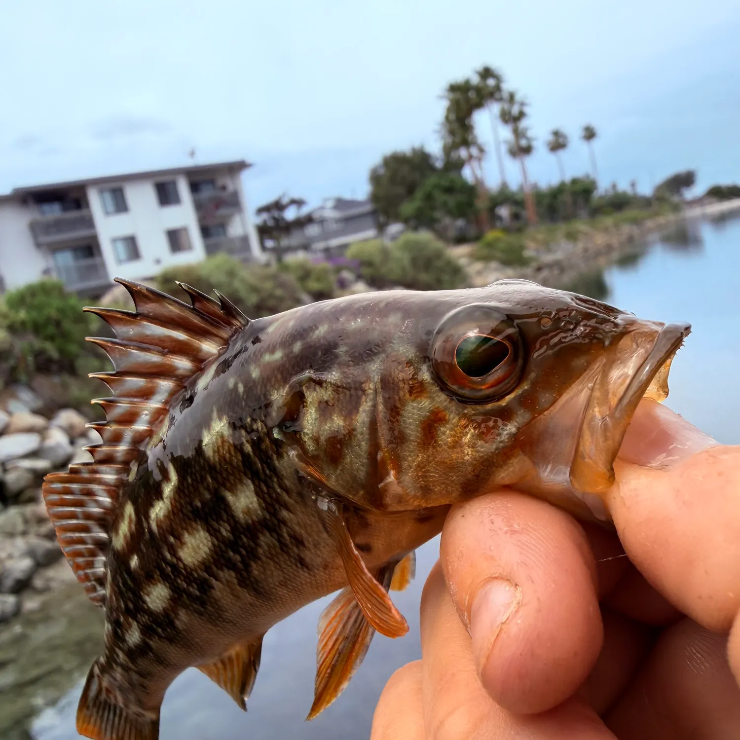 The most recent Kelp bass catches on Fishbrain
