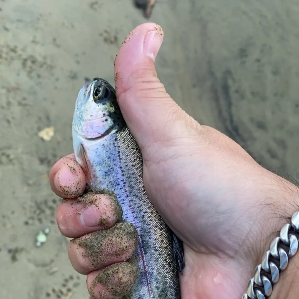 Rainbow trout caught on Fishbrain