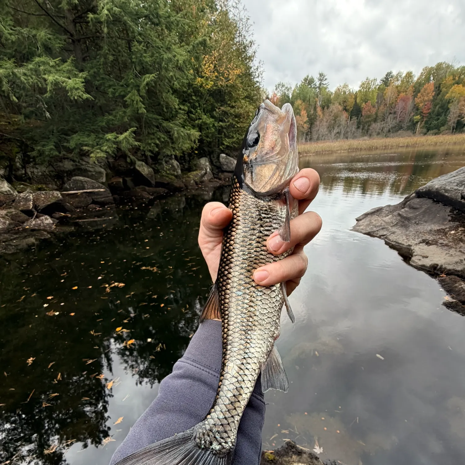 Fallfish caught on Fishbrain