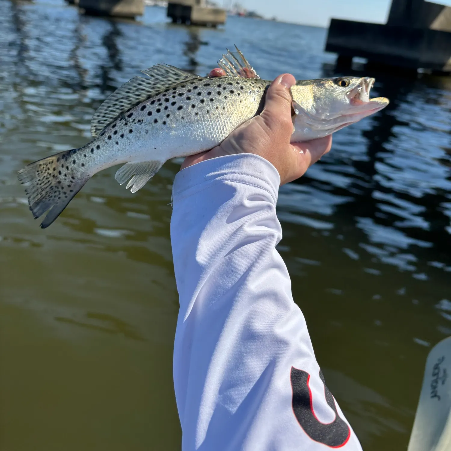 Spotted seatrout caught on Fishbrain