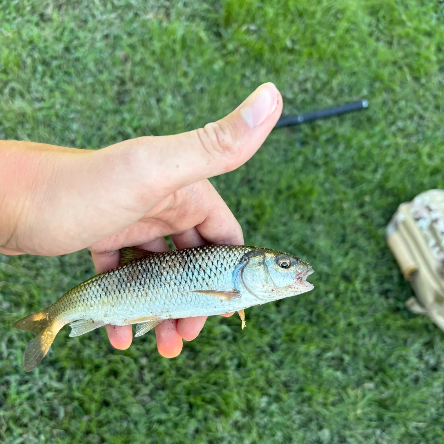 Fallfish caught on Fishbrain