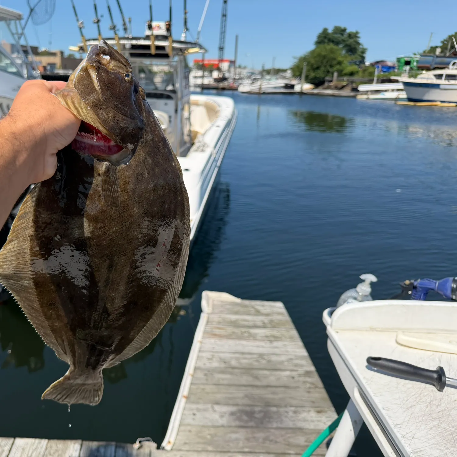 Summer flounder caught on Fishbrain