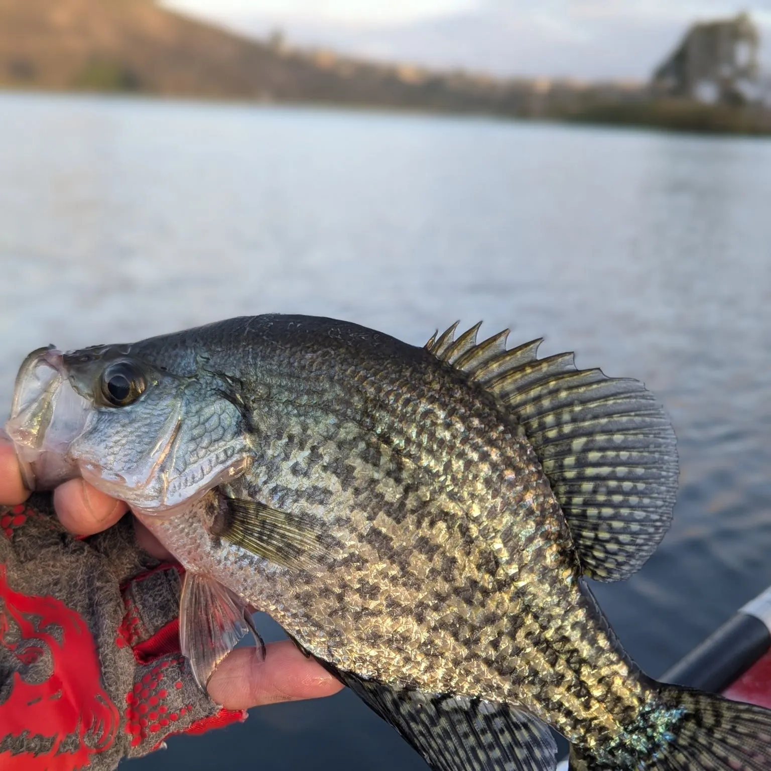 Black crappie caught on Fishbrain