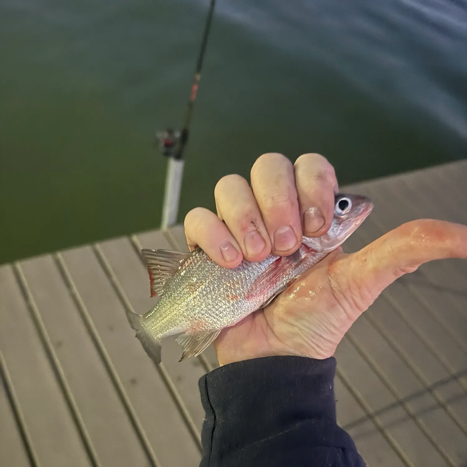 The most recent White perch catches on Fishbrain