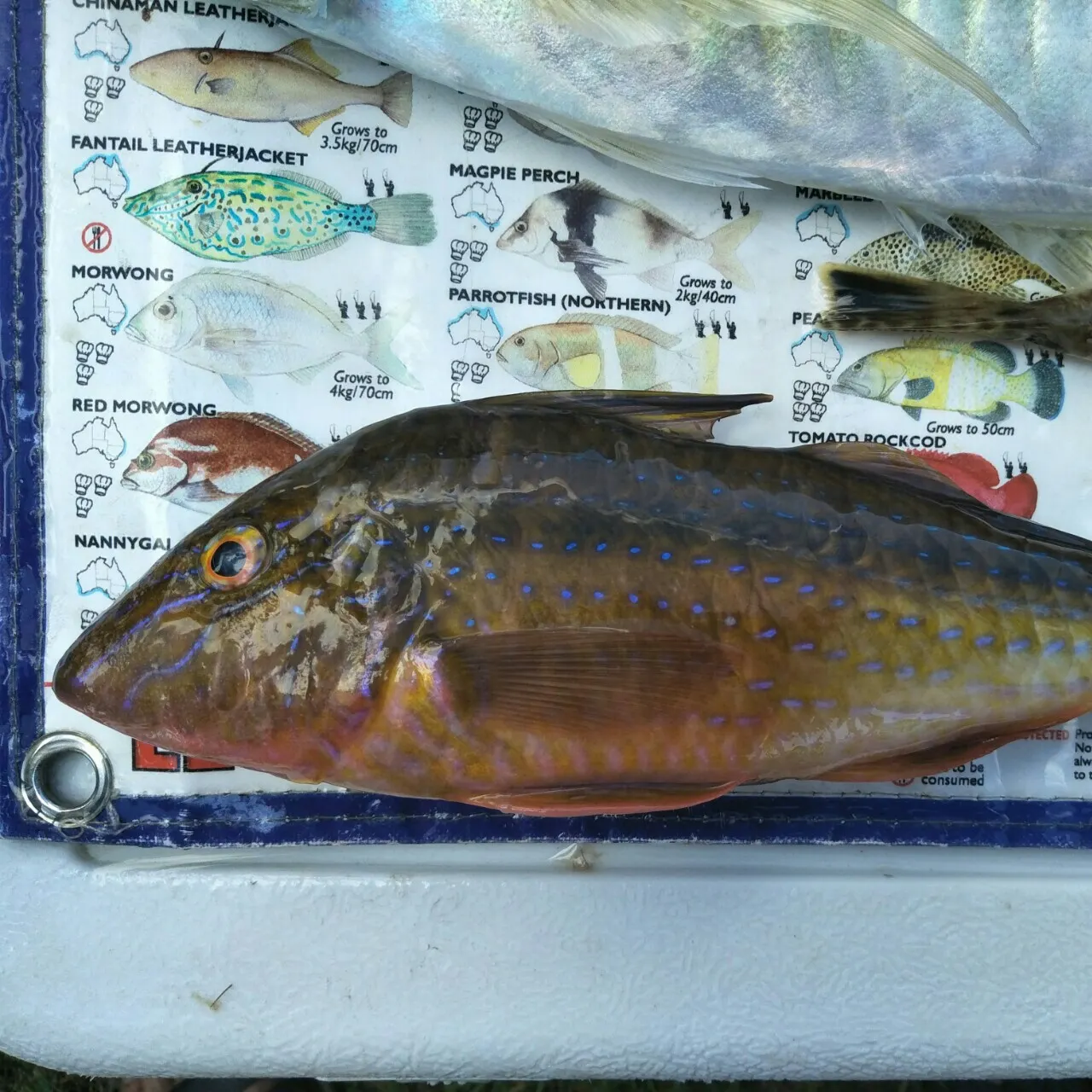 recently logged catches