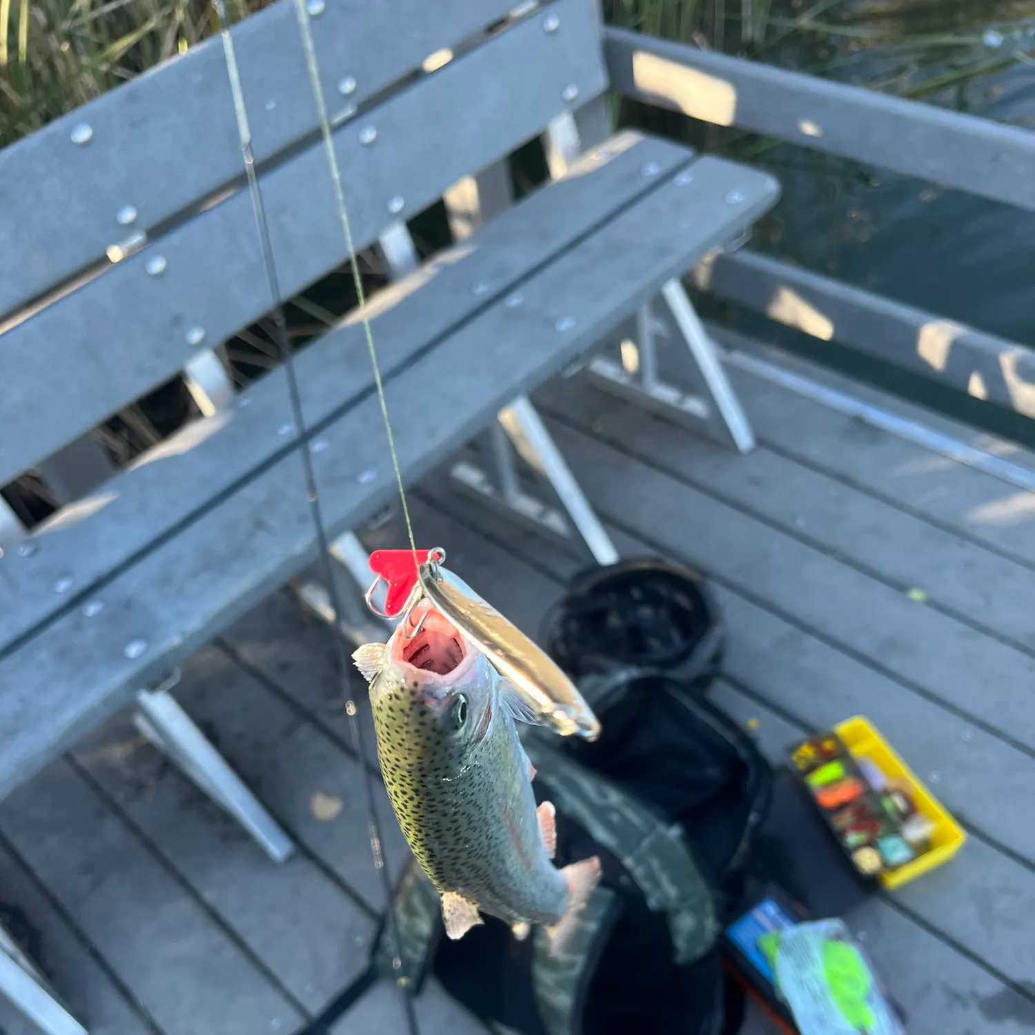 Rainbow trout caught on Fishbrain