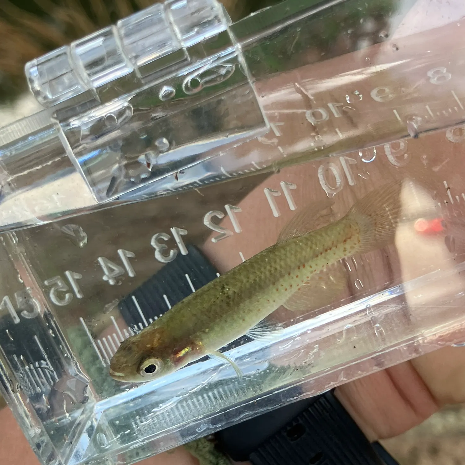 The most recent Golden topminnow catches on Fishbrain