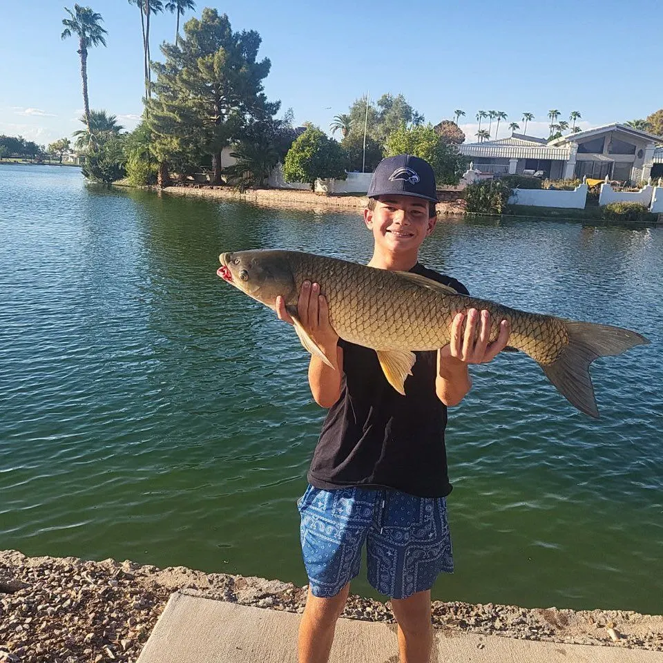 Grass carp caught on Fishbrain