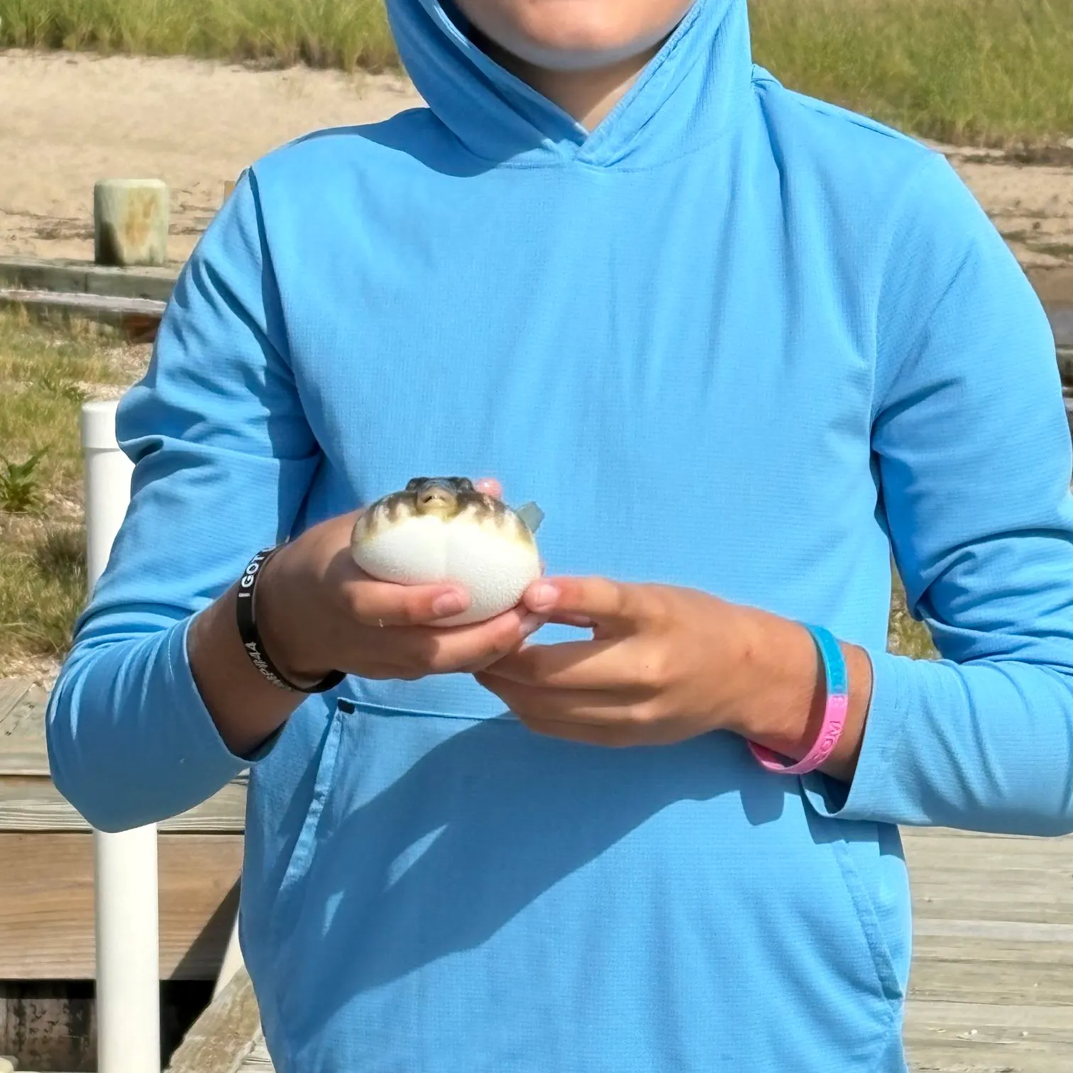 The most recent Spider-eye puffer catches on Fishbrain
