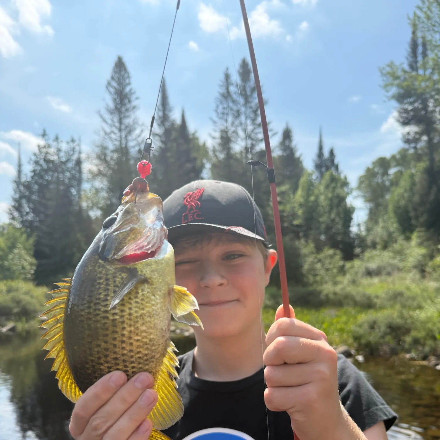 Rock bass caught on Fishbrain