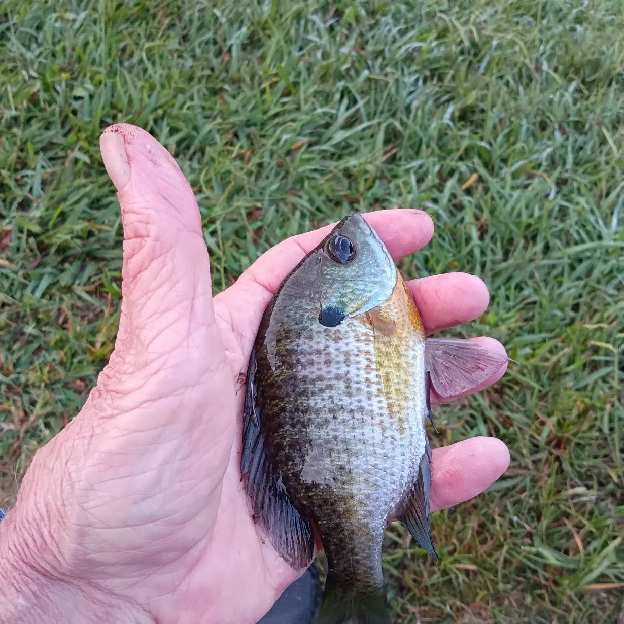 Bluegill caught on Fishbrain